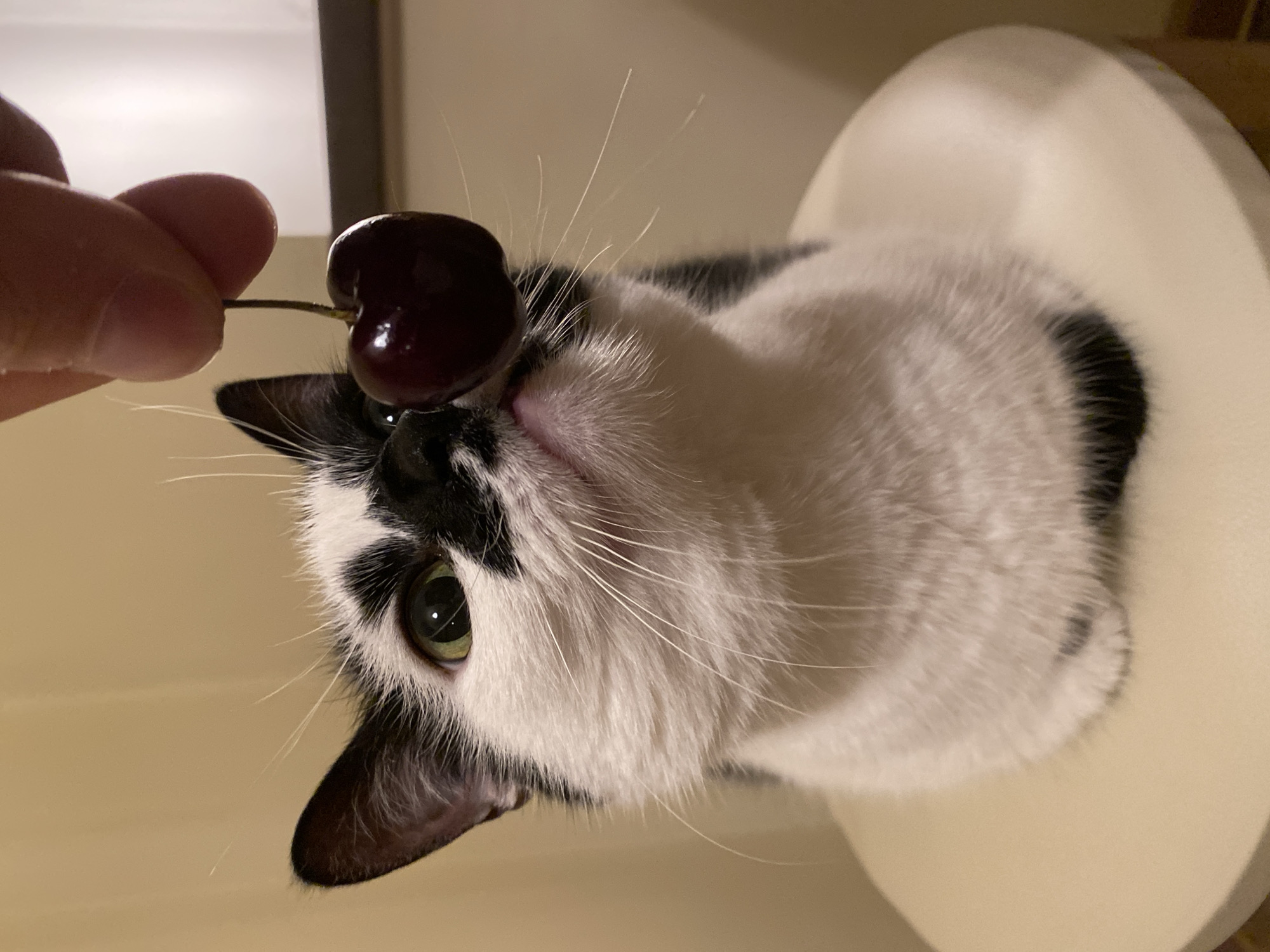 A black and white cat sits on a stool, looking up at a cherry held by a person's finger. The cat's eyes are green and wide, its whiskers are long and white, and its nose is black. The cherry is dark red and has a stem. The background is a plain, light brown wall. There are no identifiable landmarks in Moscow, Russia, in this image.