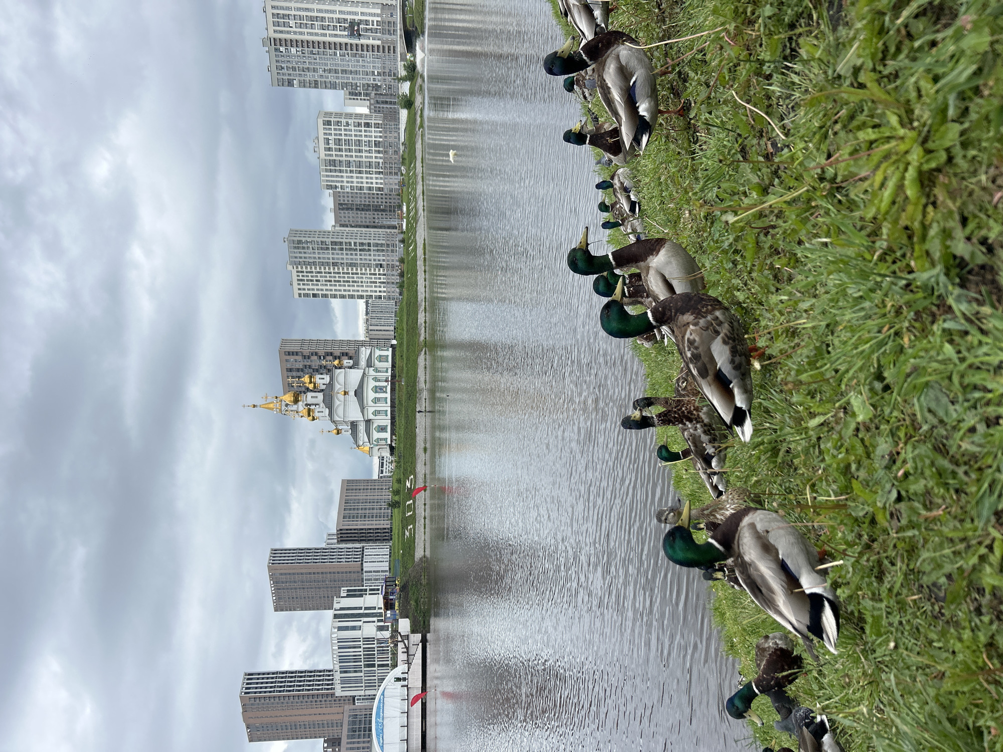 The image captures a riverside scene in the Akademitshesky district of Yekaterinburg, Russia, under an overcast sky. In the immediate foreground, numerous mallard ducks, identifiable by their iridescent green heads (males) and mottled brown plumage (females), rest on a grassy bank along the edge of the Iset River. The grass is vibrant green with some visible weeds.
The midground features the calm, grey-toned water of the Iset River, which reflects the overcast sky and distant buildings. A solitary white swan is visible swimming in the river, and a small fountain plume is active on the far right bank. On the left bank, a large white structure resembling a temporary event tent, partially inscribed with "Академический", is visible. On the opposite bank, the numbers "303" are prominently displayed in red, contrasting with the green embankment.
The background is dominated by urban architecture. A distinctive white church with green roofs and multiple golden onion domes, identified as the Church of the Kazan Icon of the Mother of God, stands centrally. Surrounding the church and extending along both sides of the river are numerous modern, tall residential buildings, varying in height and design, predominantly in shades of brown, grey, and white. The sky is completely covered by dense grey clouds, indicating an overcast or potentially rainy day. No human figures are distinctly visible, but the presence of urban structures suggests human activity nearby.