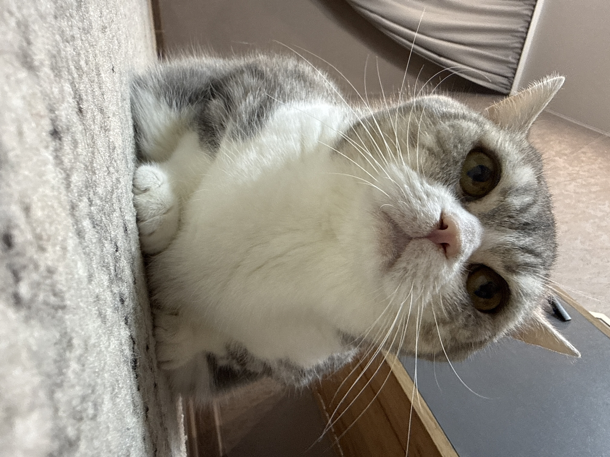 A close-up, slightly tilted, eye-level shot captures a grey and white cat looking directly at the camera. The cat's body is angled towards the left, with its paws visible against a grey carpet. The cat's head is tilted slightly to the right. The background includes a grey surface on the right and what appears to be a neutral-toned curtain. There is no information available about the location of the image within the city of Chaikovsky, Russia, or any people or interactions involved.