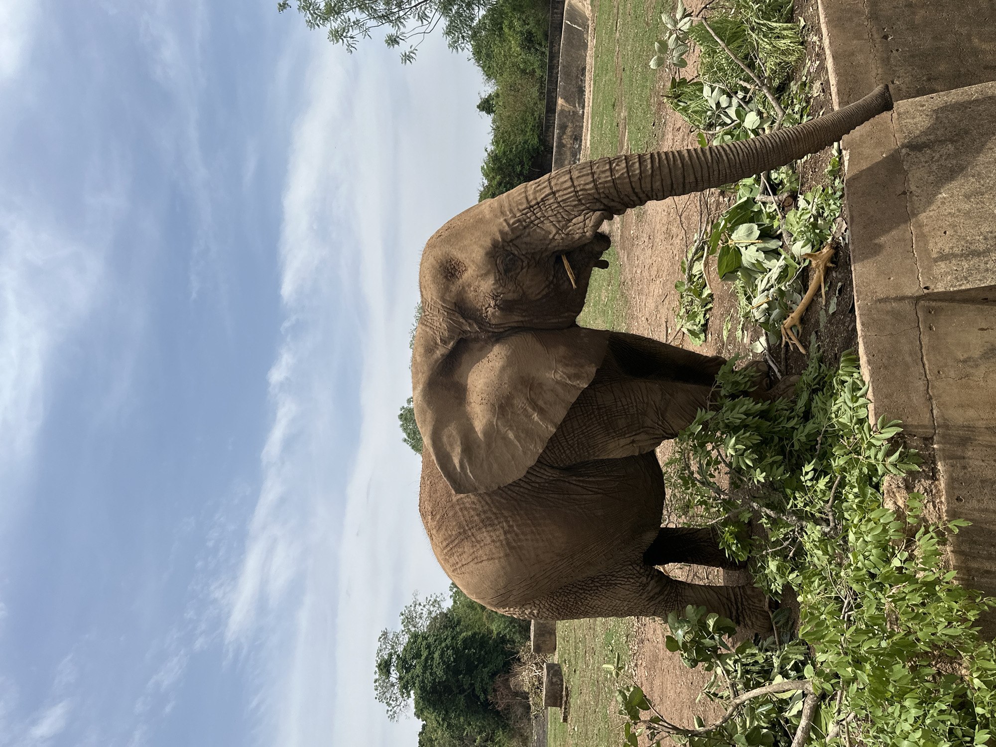An African elephant is captured in a full-body shot, standing outdoors in what appears to be a natural or semi-natural enclosure. The elephant is seen from its left side, facing towards the right of the frame, with its trunk extended towards a low, textured concrete barrier or platform. It is actively feeding on a substantial pile of freshly cut green branches and leaves placed on the ground next to the concrete structure. A small stick or piece of wood is visible near its mouth.
The elephant's skin is a typical wrinkled, grayish-brown, and its large ears are partially visible. The ground is dry, light brown earth. In the background, patches of green grass and scattered trees can be seen, hinting at a spacious environment. The upper portion of the image shows a clear blue sky with some wispy white clouds, indicating a bright, partly cloudy day. The strong sunlight suggests it is daytime. No individuals or visible text are present in the image. The scene conveys a moment of the elephant foraging in its habitat, possibly within a zoo or wildlife park, consistent with the provided location context of Jos, Nigeria.