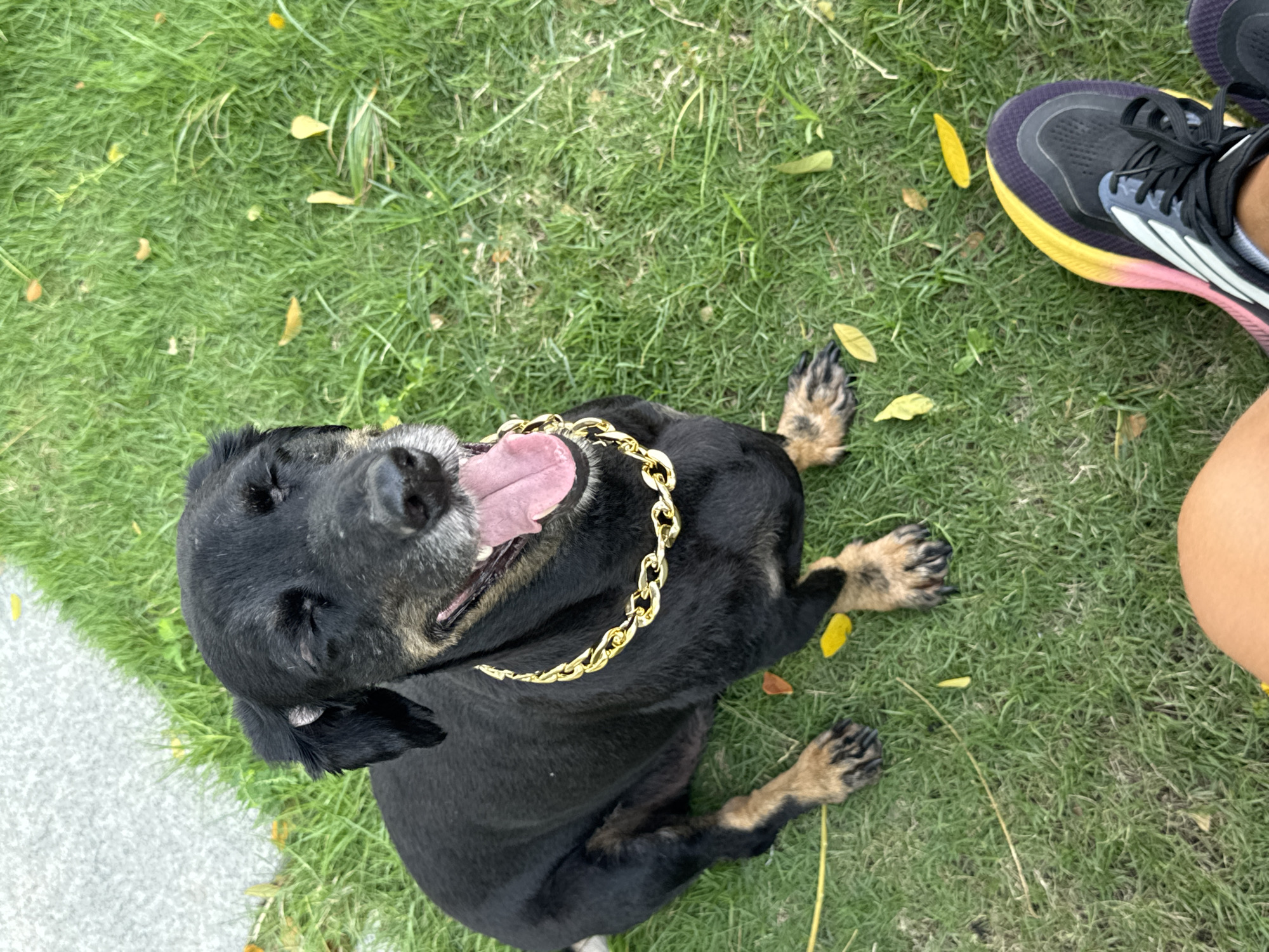 In Nha Trang, Vietnam, a black dog with tan markings on its legs and muzzle sits on a grassy area. The dog's eyes are closed, its mouth is open, and its tongue is visible. It is wearing a thick gold chain around its neck. Fallen yellow leaves are scattered on the grass. In the foreground, a person's legs and feet are visible, wearing colorful athletic shoes. The background shows a paved area and more grass.