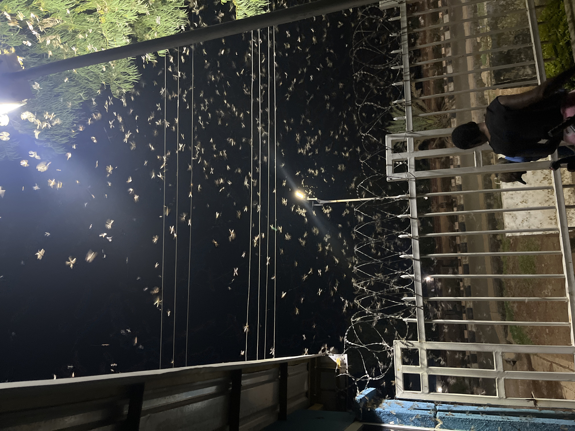 The image depicts a night scene in Jos, Nigeria, filled with numerous flying insects attracted to an artificial light source. The insects are small, with light-colored wings, and are densely packed in the air. The location appears to be near a building or structure, as indicated by a metal fence with barbed wire on top. A person is visible standing near the fence, wearing a black shirt. Utility poles with wires stretch across the scene. Vegetation is present in the upper portion of the image. The scene is illuminated by an overhead light source.