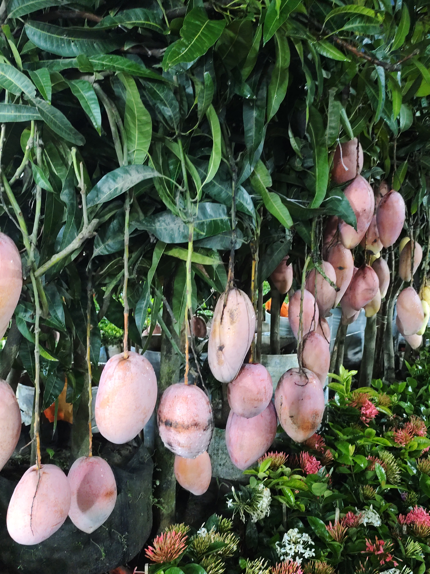 The image shows a close-up of a dense display of mangoes hanging from branches, amidst lush green leaves. The mangoes are predominantly pinkish-orange in color, with some exhibiting a lighter blush. They are of varying sizes and shapes, with some appearing smooth and plump, while others have slight imperfections or slight blemishes. The branches are thin and brown, with some visible stems and leaf veins. The background is a blur of green foliage and dark, indistinct shapes, suggesting an outdoor market or nursery setting. In the lower right corner, a cluster of small pink and white flowers are visible, adding a touch of color to the scene. The lighting suggests it is daytime, possibly overcast or in a shaded area, as there are no harsh shadows. The overall impression is one of abundance and freshness, a vibrant display of ripe fruit. The scene is located in Dhaka, Bangladesh, likely at a fruit market or roadside stall where such produce is sold.