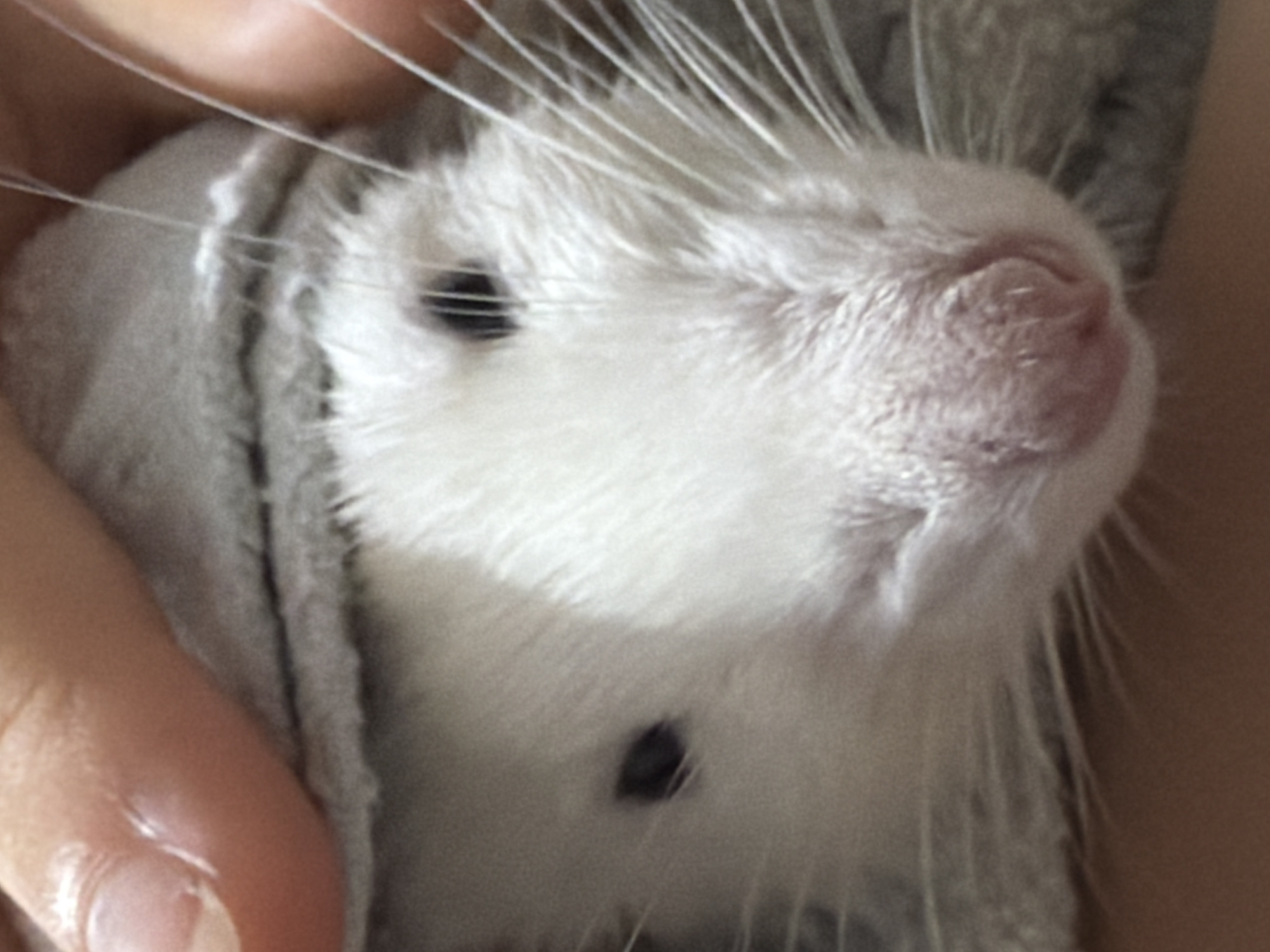A close-up, slightly blurry image shows the face of a white rat peeking out from under a light gray, fuzzy fabric. The rat's fur is white, with two small black eyes visible. Its nose is pink and textured. Long white whiskers extend from its snout. The fabric appears to be wrapped around the rat's head, creating a hood-like effect. The background is indistinct and out of focus, with hints of human skin visible in the top left and bottom right corners, suggesting someone is holding the rat. The image is cropped tightly on the rat's face and the fabric. There is no information about the city of Dubovaya, Russia, or any urban environment present in the image.