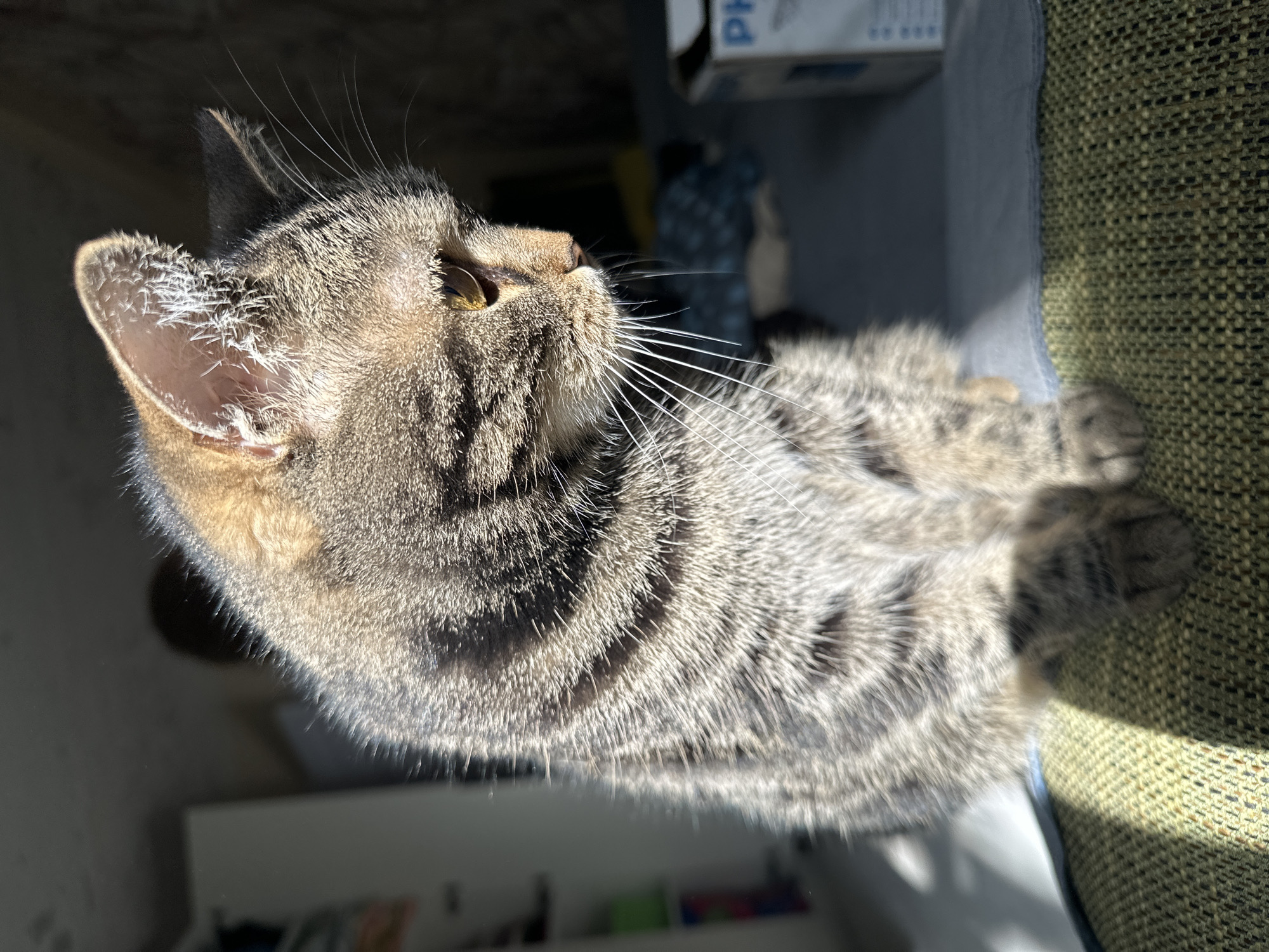 A domestic short-haired tabby cat is depicted in a high-angle, close-up shot, bathed in strong, direct sunlight. The cat, with its characteristic striped fur in shades of brown, grey, and black, is looking upwards and slightly to the right of the frame, appearing attentive. Its prominent white whiskers catch the light, and its eyes are a striking golden-yellow. The inner part of its left ear is notably fluffy with fine, spiky white hairs.
The setting appears to be indoors, likely in Stavropol, Russia, during daytime, given the intense sunbeam. The cat is positioned next to a piece of furniture covered in a textured, olive-green fabric, visible on the right side of the image. The background is softly blurred but shows hints of other indoor elements, including a white object with partial text "Ph" visible, suggesting part of a "Philips" logo, and a lighter-colored surface below. The strong lighting accentuates the texture of the cat's fur and creates a bright, focused impression of the animal within its environment.