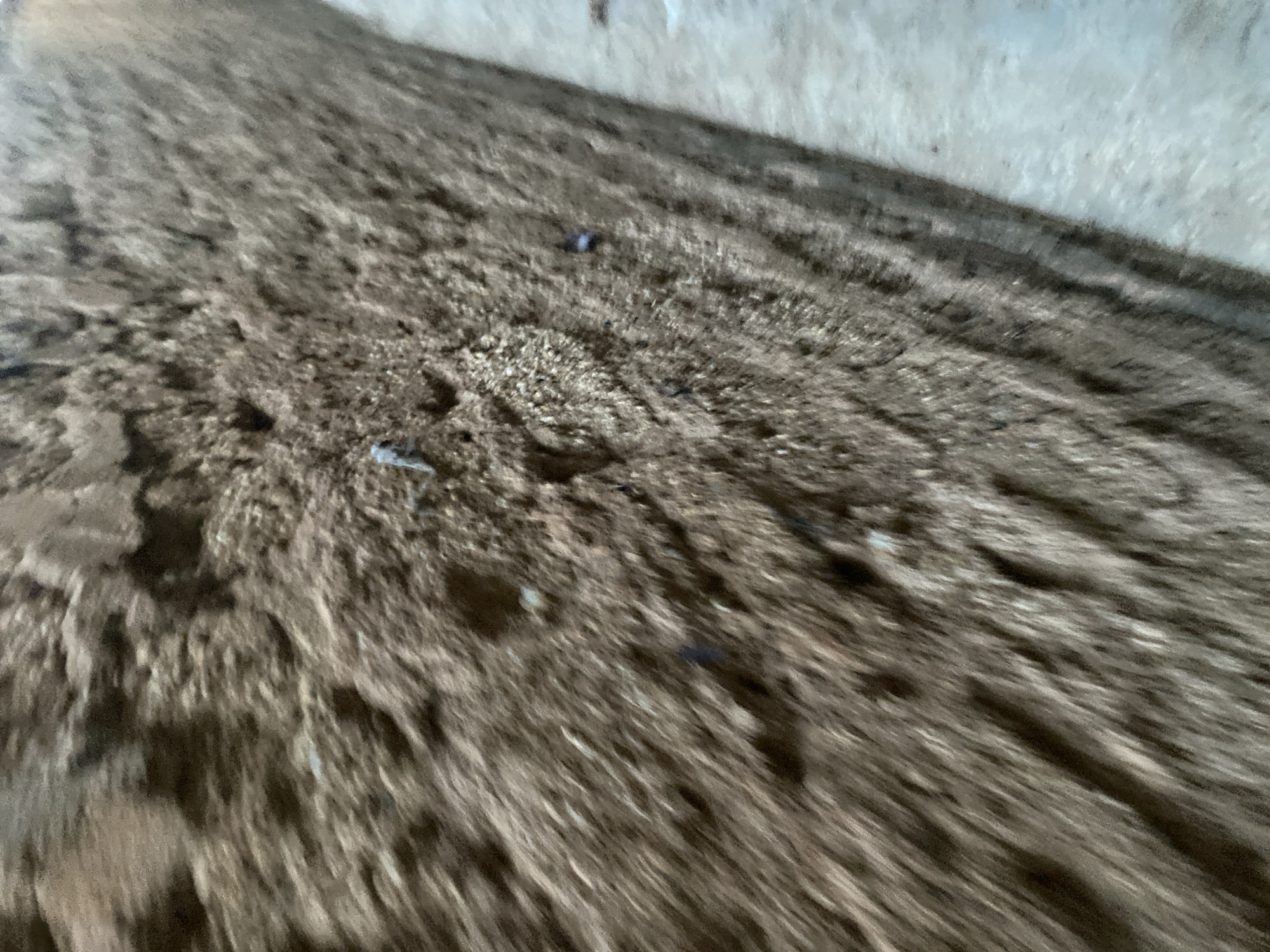 The media file presents an abstract, ground-level view of a textured surface, likely composed of dirt or sand, characterized by numerous parallel ridges or furrows. These textured lines run diagonally across the frame, from the lower-left to the upper-right. The ground exhibits varying shades of brown and grey, with scattered small, dark specks that could be debris or small stones.
In the upper right portion of the image, a lighter, rough-textured surface, possibly a wall or embankment, is visible, contrasting with the darker foreground. The entire scene is heavily affected by motion blur, particularly in a diagonal direction, giving the ground a streaked and dynamic appearance. This blur indicates camera movement or shake during capture.
No people or distinct objects are clearly identifiable. The setting appears to be an outdoor environment, possibly a dry or semi-arid landscape, consistent with the location context of Jos, Nigeria. There are no direct cues for time of day or weather, other than the dry appearance of the ground. No specific activity is depicted, nor is any text visible.