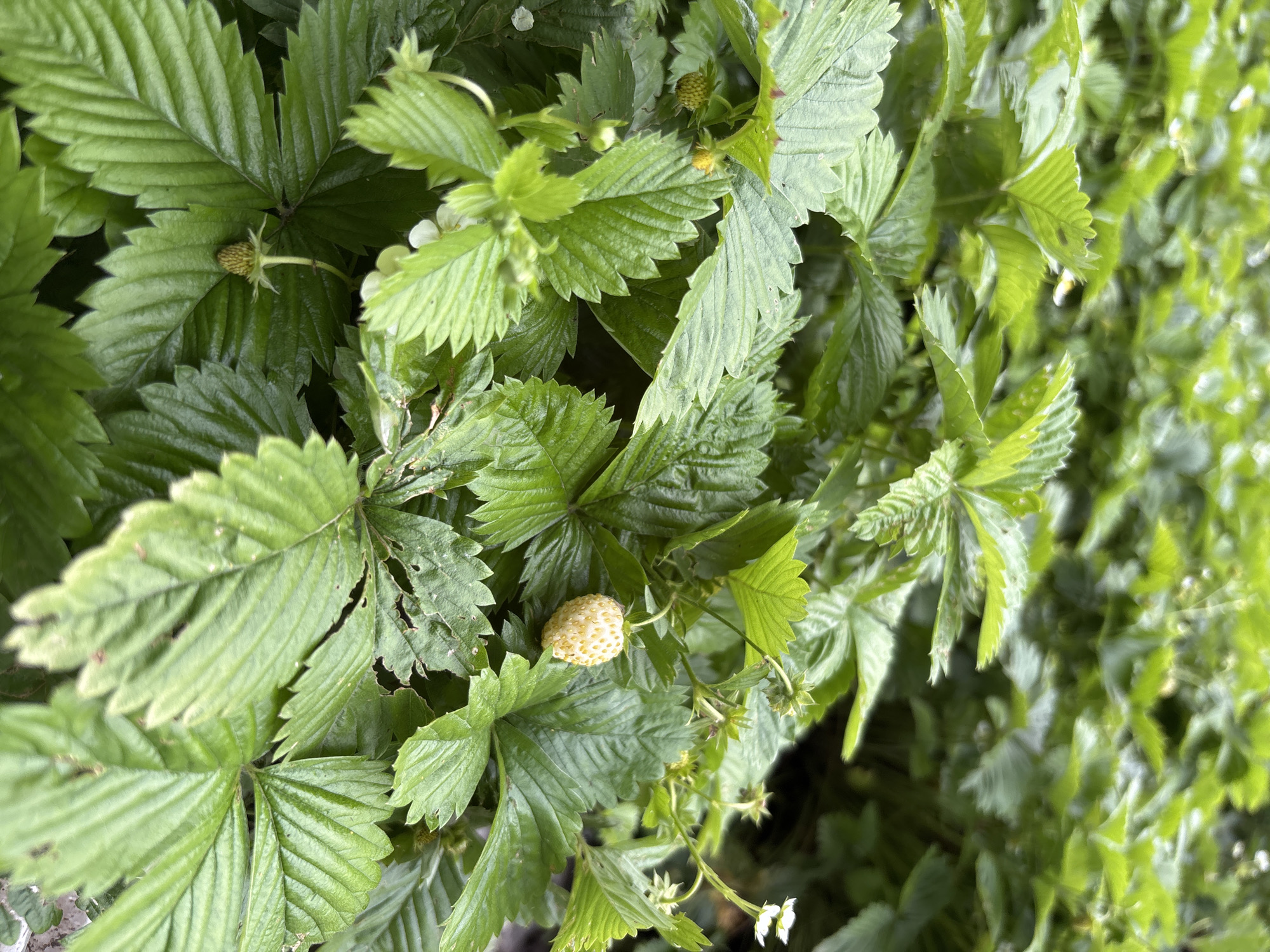 The image depicts a close-up view of a strawberry plant with multiple leaves and a few developing fruits. The leaves are green and serrated, typical of strawberry plants. There are two small, undeveloped green strawberries visible. A single, slightly larger, pale yellow strawberry is also present, suggesting it is unripe or a variety that ripens to this color. A few small white flowers are also scattered among the foliage. The background is filled with more of the same green foliage, creating a dense, naturalistic setting. There are no people or any indications of urban structures or activity. The scene is outdoors, likely in a garden or natural area. The image does not provide any information that would allow for the identification of the city of Ильпанур, Russia.
