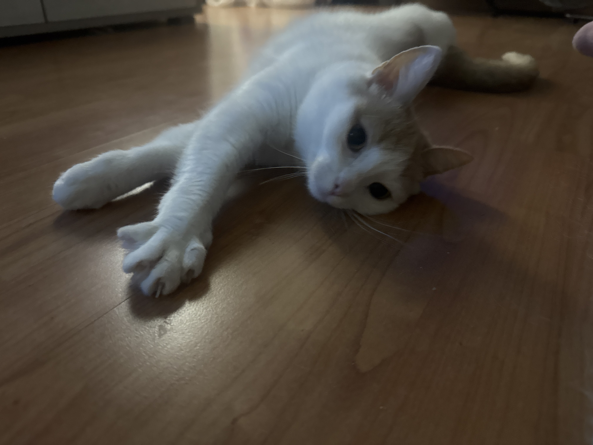A white and orange cat is lying stretched out on a wooden floor. Its body is elongated, with its front legs extended forward and its hind legs tucked slightly beneath it. The cat's head is turned towards the viewer, with its eyes open and looking in the direction of the camera. Its ears are perked up. The floor appears to be made of polished wood planks. The lighting in the scene is dim, with a warm glow, suggesting it might be indoors with artificial lighting or natural light from a nearby window. The background is out of focus, but suggests a domestic environment.