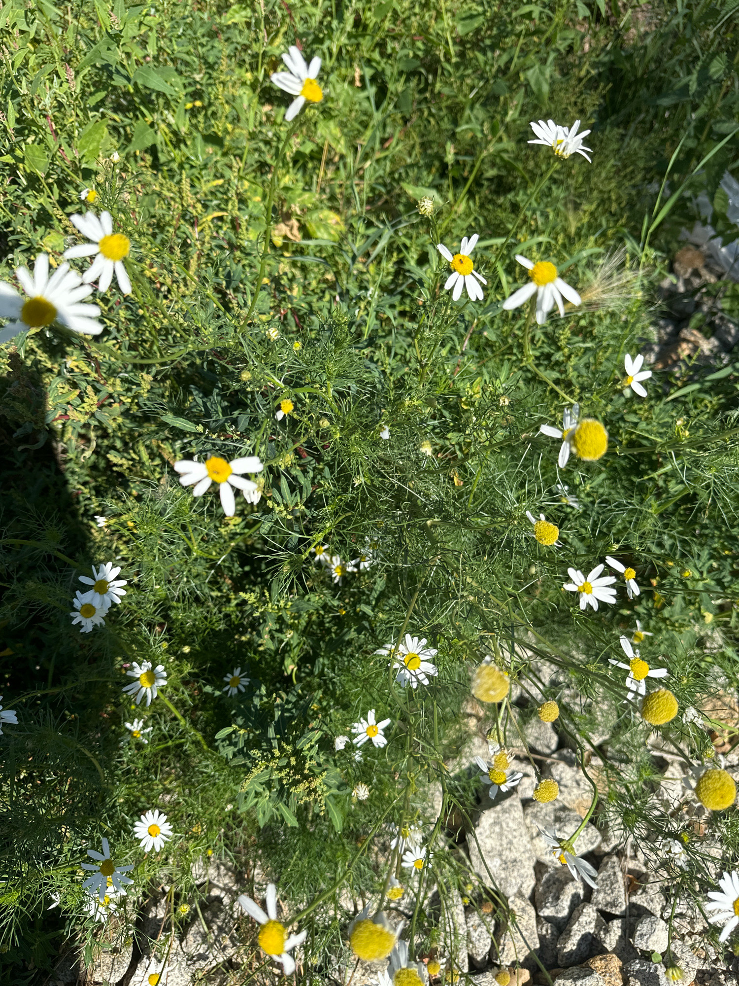 The image depicts a patch of white and yellow daisies growing amidst green foliage and small grey stones. The daisies are varied in their stage of bloom, with some fully open and others still developing. The lighting suggests it is daytime, with sunlight casting shadows on the ground. The overall scene is natural and appears to be an outdoor setting, possibly a garden or a wild area. No people, animals, or specific landmarks are visible. The location of Kargat, Russia, is not discernible from the visual information presented in the image.