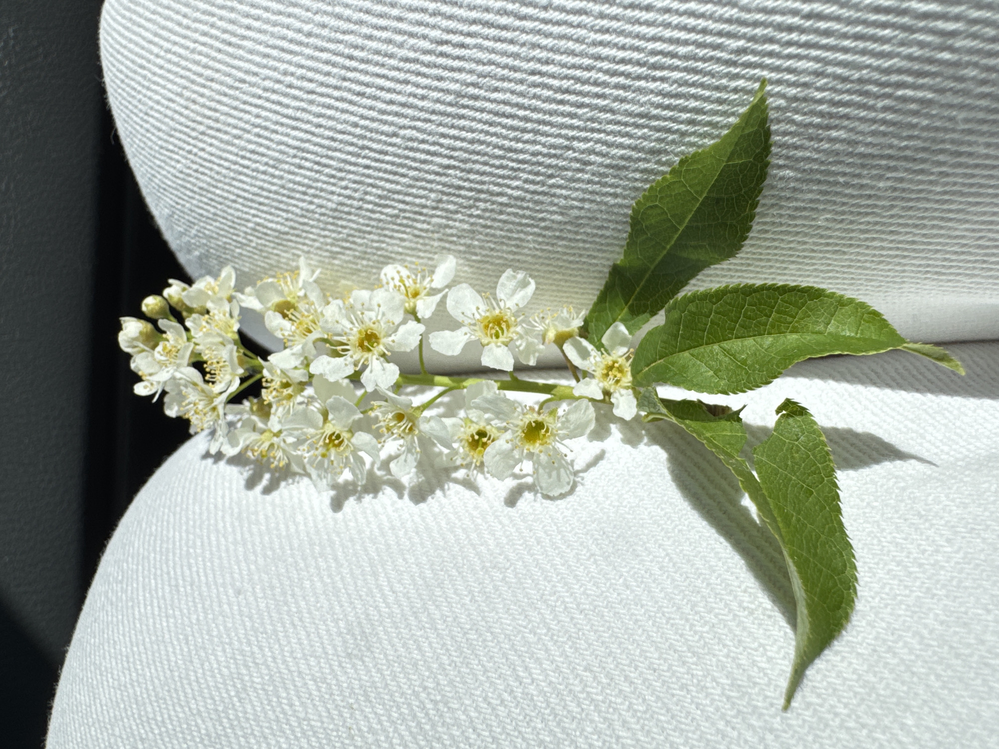 A sprig of white flowers with green leaves lies on a white, textured fabric surface. The fabric appears to be stretched over a rounded or cushioned structure. A dark, possibly shadowed area is visible to the left of the white fabric. The image's location is not determinable from the image.