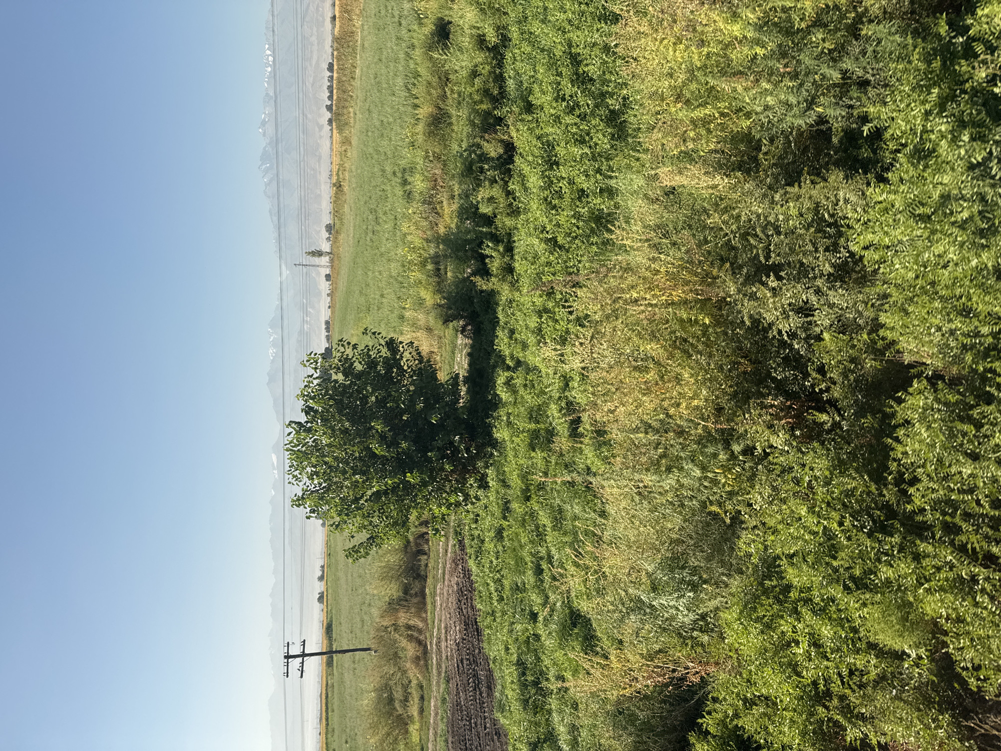 The image shows a rural landscape with cultivated fields and a distant mountain range under a clear blue sky. In the foreground, there is a dense area of green and yellowing vegetation. Behind this, a field of green crops is visible, with a patch of dark, tilled soil to the left. A single, large deciduous tree stands in the middle ground. Further in the background, more fields, some appearing yellow or gold, stretch towards the horizon. Several telephone poles are scattered throughout the landscape, and power lines are strung between some of them. The mountain range in the far distance has snow-capped peaks. There are no people or animals visible in the image. The scene appears to be a sunny day in a rural area, possibly in or near Sotsial, Kyrgyzstan, given the visual characteristics of the landscape which align with the geography of the region.