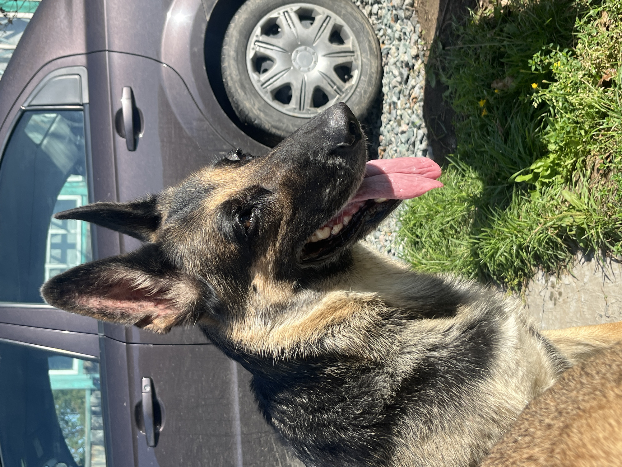 A German Shepherd dog with its tongue hanging out is in the foreground, positioned to the left of the frame. The dog is looking to the right, with its ears erect. Behind the dog, a dark brown sedan is parked. The car's rear door is visible, as well as its rear tire with a silver hubcap. The ground is covered with gravel and patches of grass. The scene appears to be outdoors, possibly in a residential area, given the presence of the car and the general setting.