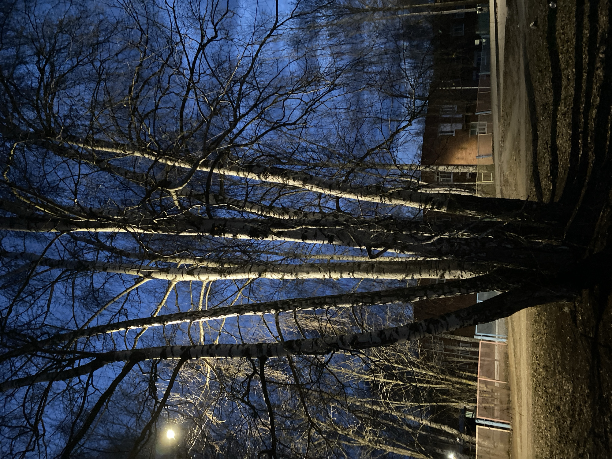 The image depicts a nighttime scene in what appears to be a residential area of Noviy, Russia. In the foreground, several birch trees with bare branches are silhouetted against a dark blue sky. The white bark of the birch trees is subtly illuminated by an unseen light source. In the background, a multi-story brick building with windows is visible. To the right of the building, there is a dirt road or path. A street lamp is visible in the lower left of the frame. No people are visible in the image. The overall environment appears to be urban, characterized by the presence of buildings, street lighting, and trees within the city limits.