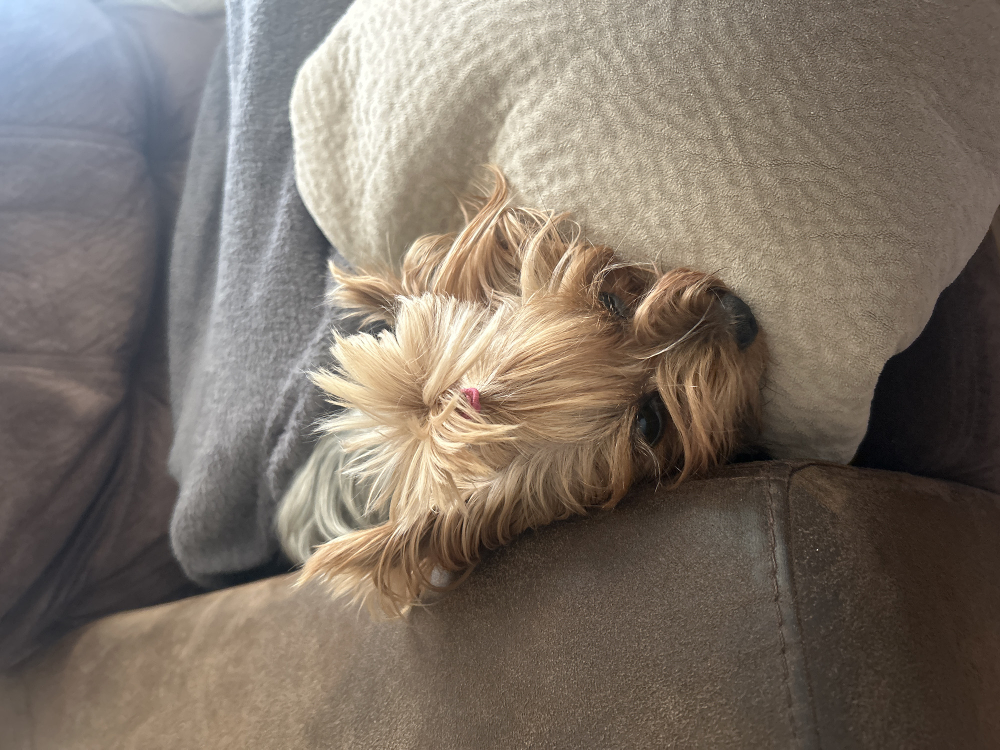 A small, light brown dog is lying on a brown leather sofa. The dog's head is resting on a beige pillow. A gray blanket is draped behind the pillow. The location is not determinable from the image.