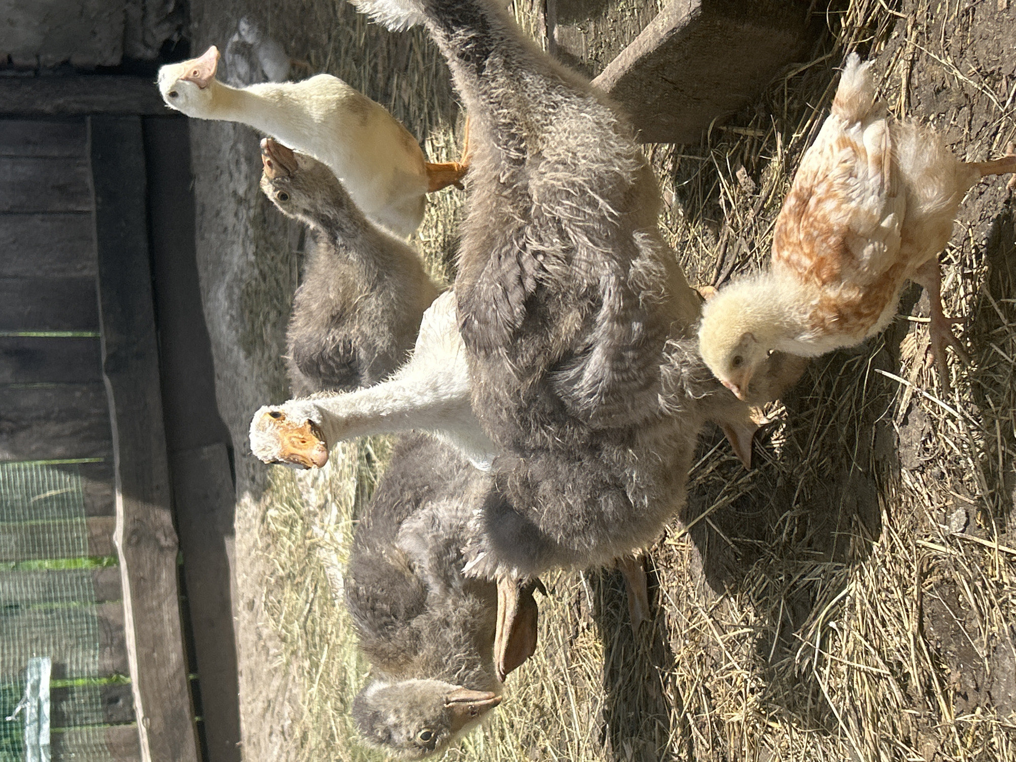 A group of young geese and one chick are gathered on a sunny day in a rural outdoor area. The geese are of varying sizes, with fluffy gray and white down. One goose, prominently in the foreground, has its head turned and is looking forward, showing its beak. Another white goose stands taller to the right, and a darker gray goose is partially obscured behind it. A smaller chick with yellowish and reddish-brown feathers is walking in the lower right portion of the frame, its head down as if foraging. The ground is covered in dry straw and dirt. In the background, a weathered wooden fence and gate are visible, suggesting a farm or backyard setting. The overall impression is of a peaceful, natural environment. The specific location is provided as Vyshevychi, Ukraine.