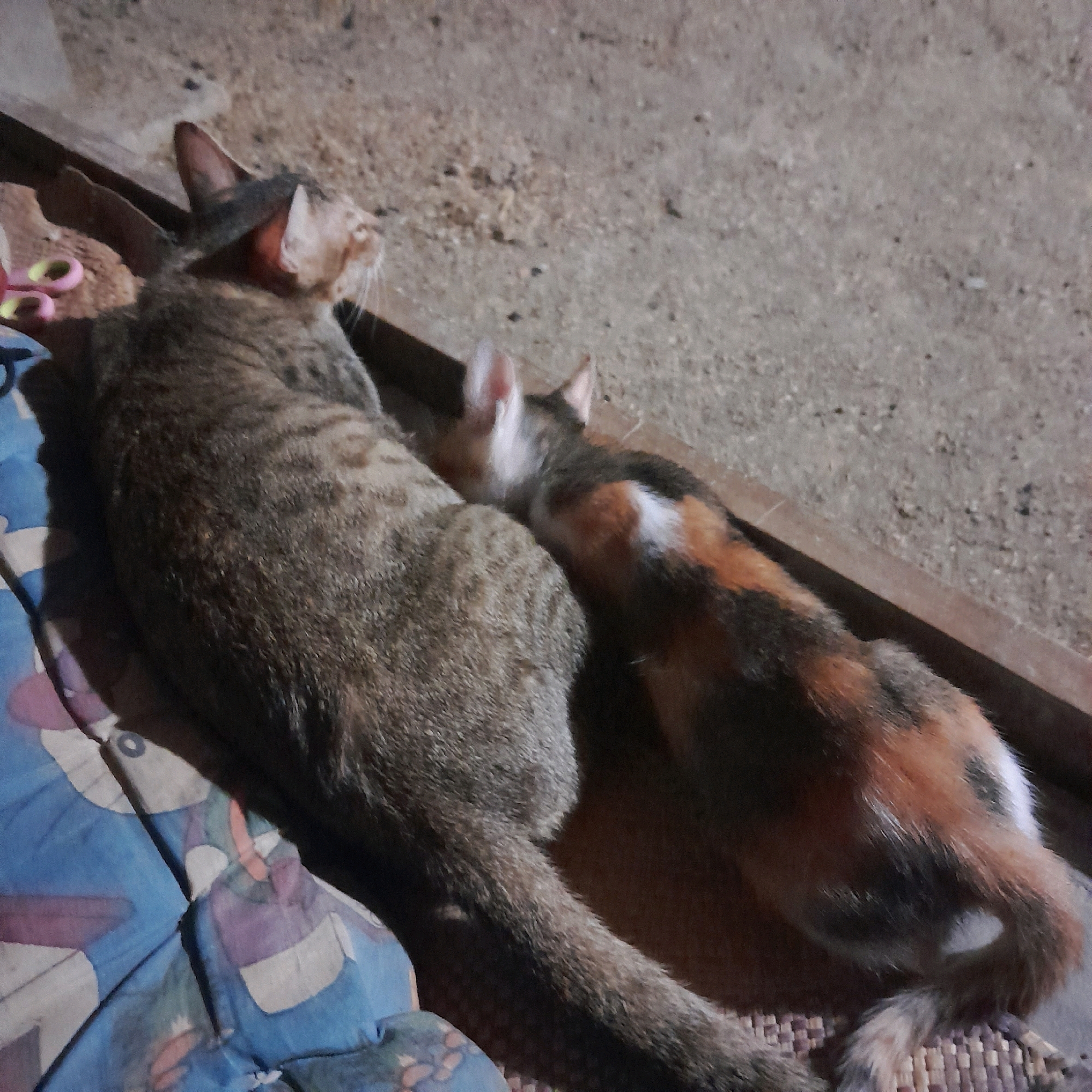 Two cats are resting on a blue patterned blanket and a woven mat. The cat on the left is a tabby with grey and brown stripes. It is lying on its side with its head turned to the left, looking away from the camera. The cat on the right is a calico with patches of white, orange, and black. It is lying on its side, curled up next to the tabby cat, with its head resting on the tabby's back. The cats appear to be comfortable and relaxed. The background is a rough, sandy surface with some scattered debris. There are also some wooden planks visible in the background. A pair of pink-handled scissors with yellow finger holes is partially visible on the blue blanket to the left of the tabby cat. The scene appears to be outdoors in a casual setting, possibly a yard or alleyway.