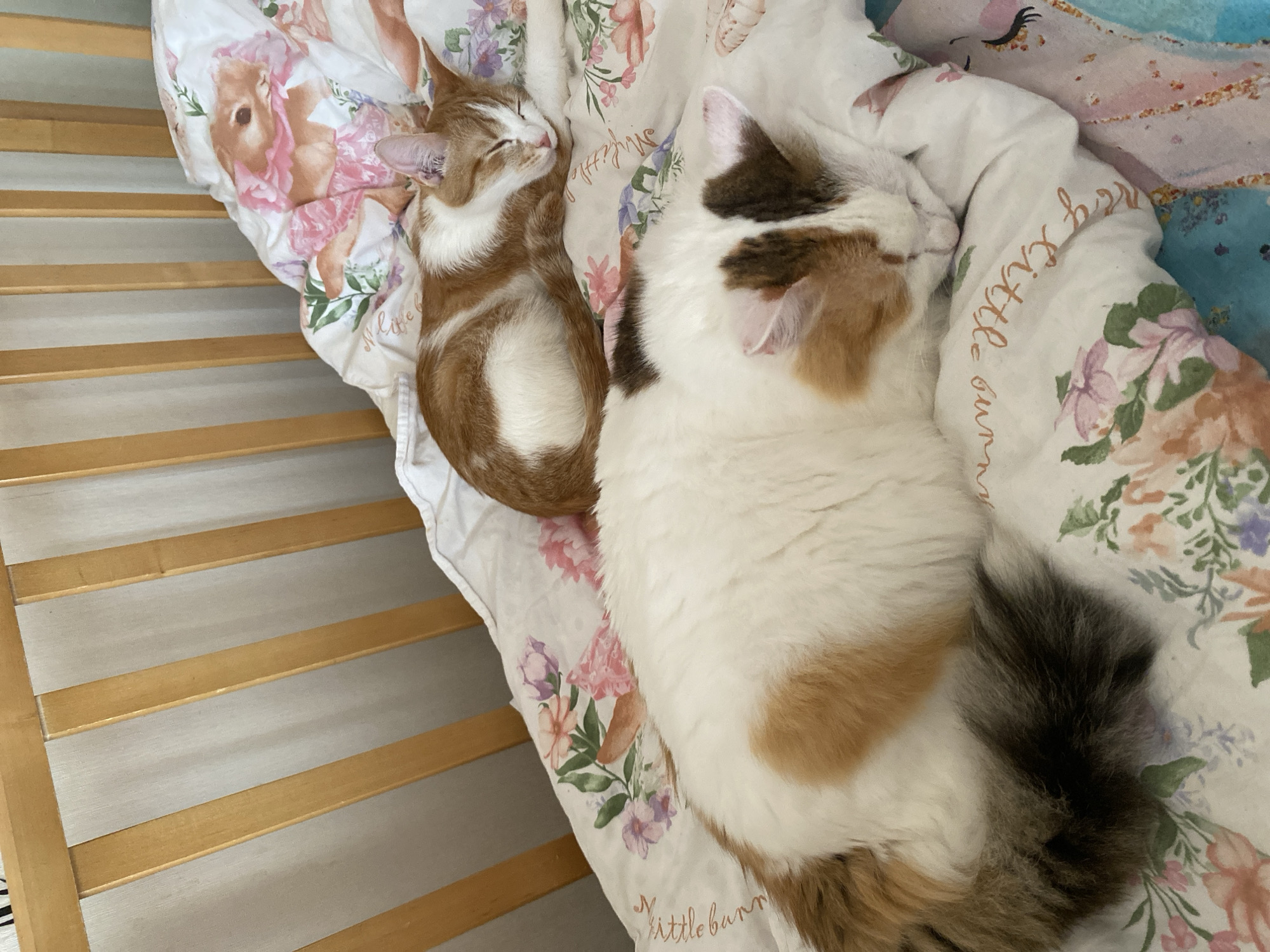 This image depicts an indoor scene in Chaikovsky, Russia, featuring two domestic cats asleep on patterned bedding. In the foreground, a large cat with a predominantly white coat, accented by ginger and dark brown patches, and a fluffy dark brown tail, lies on its side, sleeping. Its head is positioned towards the lower right, with eyes closed. Behind and to the upper right, a smaller orange and white cat is curled up and also sleeping, with its eyes closed. Both cats are resting on a white comforter or duvet cover featuring a repeating floral pattern of pink and purple flowers with green leaves. Visible text elements on the bedding include "My Little Bunny" and possibly "Sweet Little Summer". A pillow with a graphic of a brown rabbit in a pink dress is discernible in the upper background, behind the smaller cat. A section of blue bedding with a unicorn design is partially visible in the lower right corner. A light-colored wooden structure composed of vertical slats, consistent with a crib or bed frame, occupies the left and upper portions of the background.