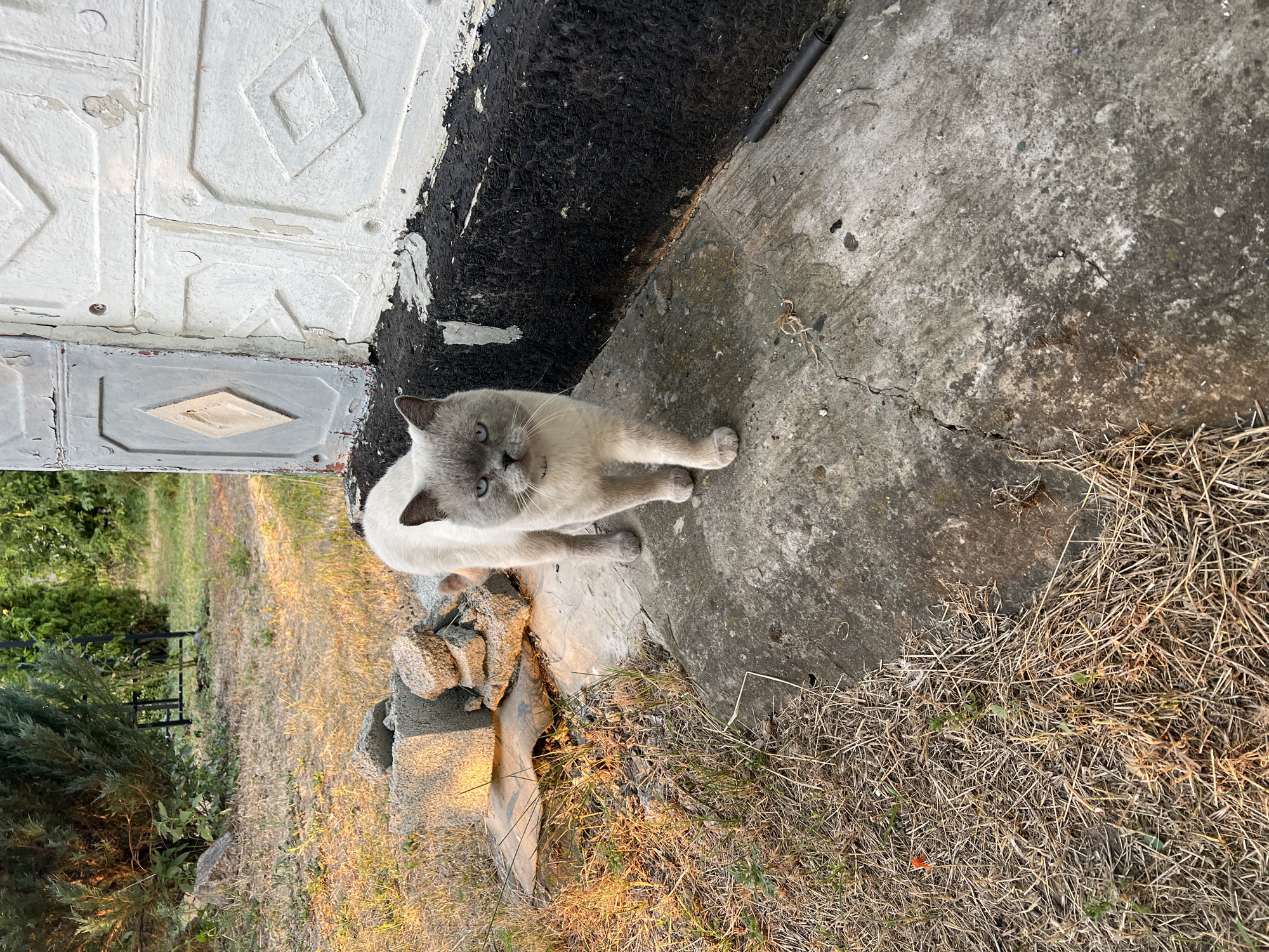 An adult, light-colored cat with gray points and blue eyes stands on a concrete path in front of a weathered, textured wall. The cat faces the camera and appears to be walking towards it. The environment is outdoors, with dry grass and a few scattered rocks on the left side of the image. The wall behind the cat is painted with a diamond pattern and shows signs of peeling paint. A dark, rough surface runs along the base of the wall. The lighting suggests it is either early morning or late afternoon, with warm sunlight casting shadows.