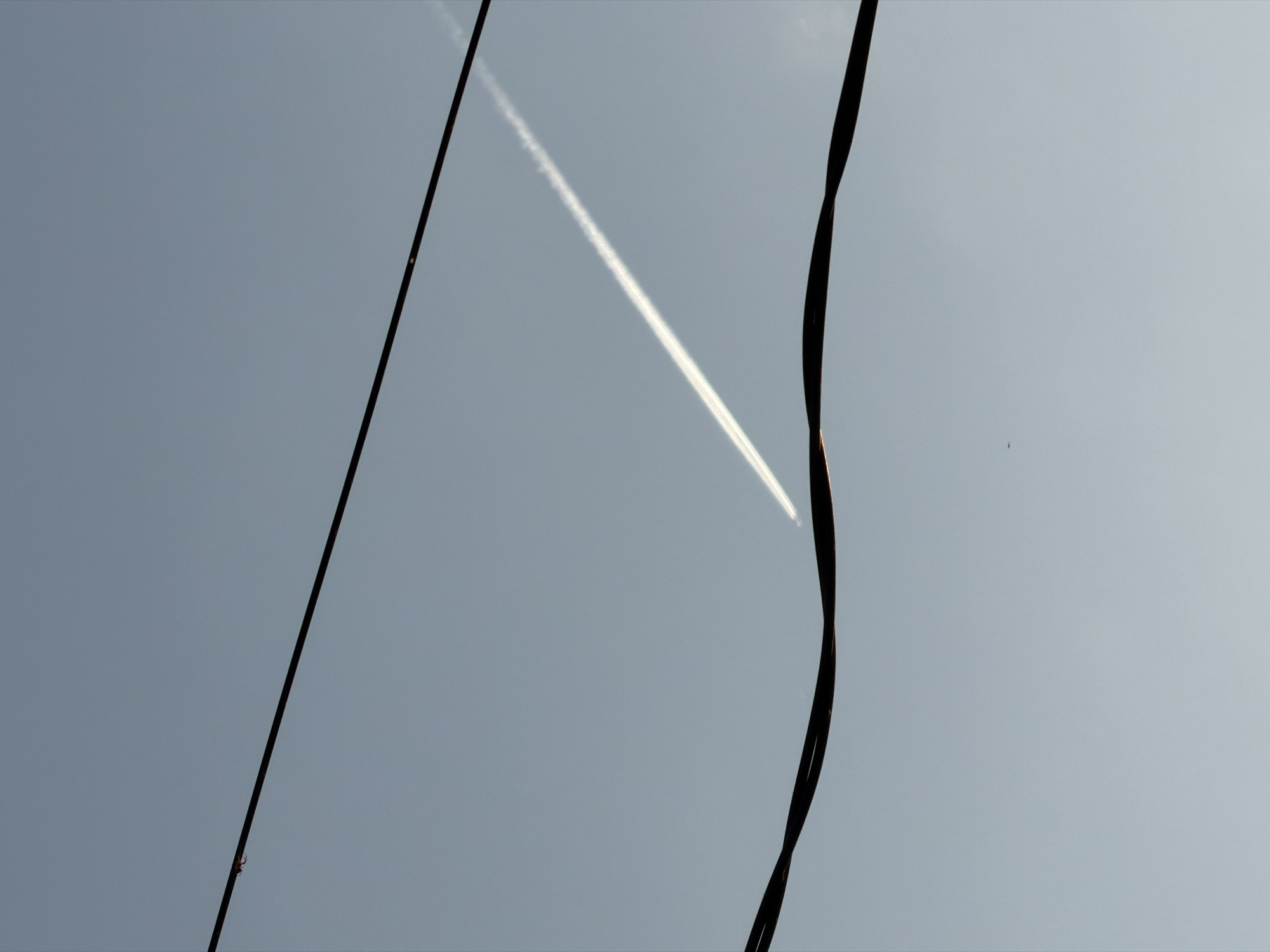 The image shows a pale sky with two dark power lines in the foreground. A contrail stretches diagonally across the sky between the power lines. There is a tiny object, possibly a small bird, visible in the upper right part of the sky. A spider is crawling on the left power line. The image does not provide enough information to confirm the location as Chaikovsky, Russia.