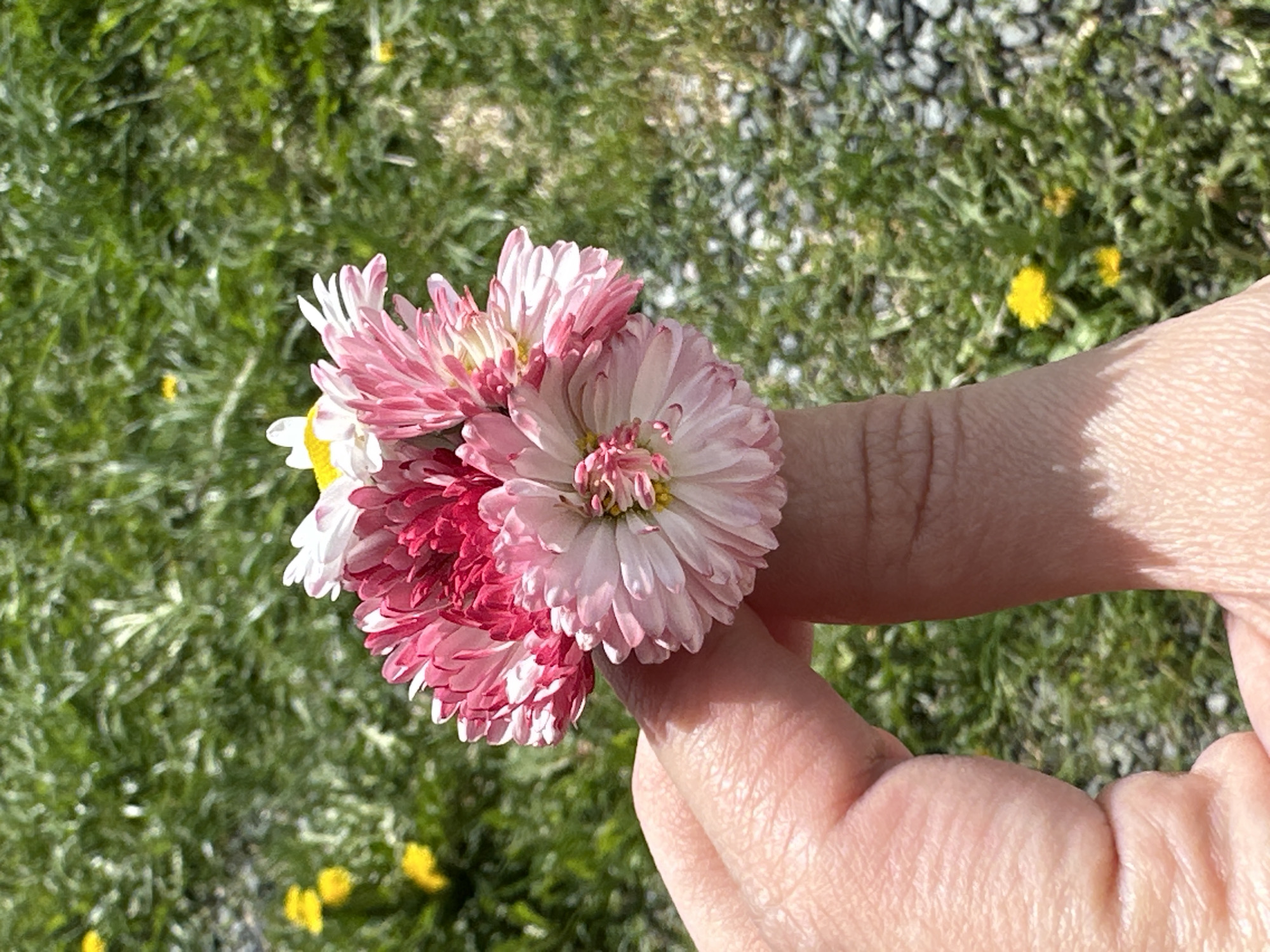 A hand is holding a small bouquet of pink and white flowers against a background of grass and gravel. The location cannot be determined from this image.