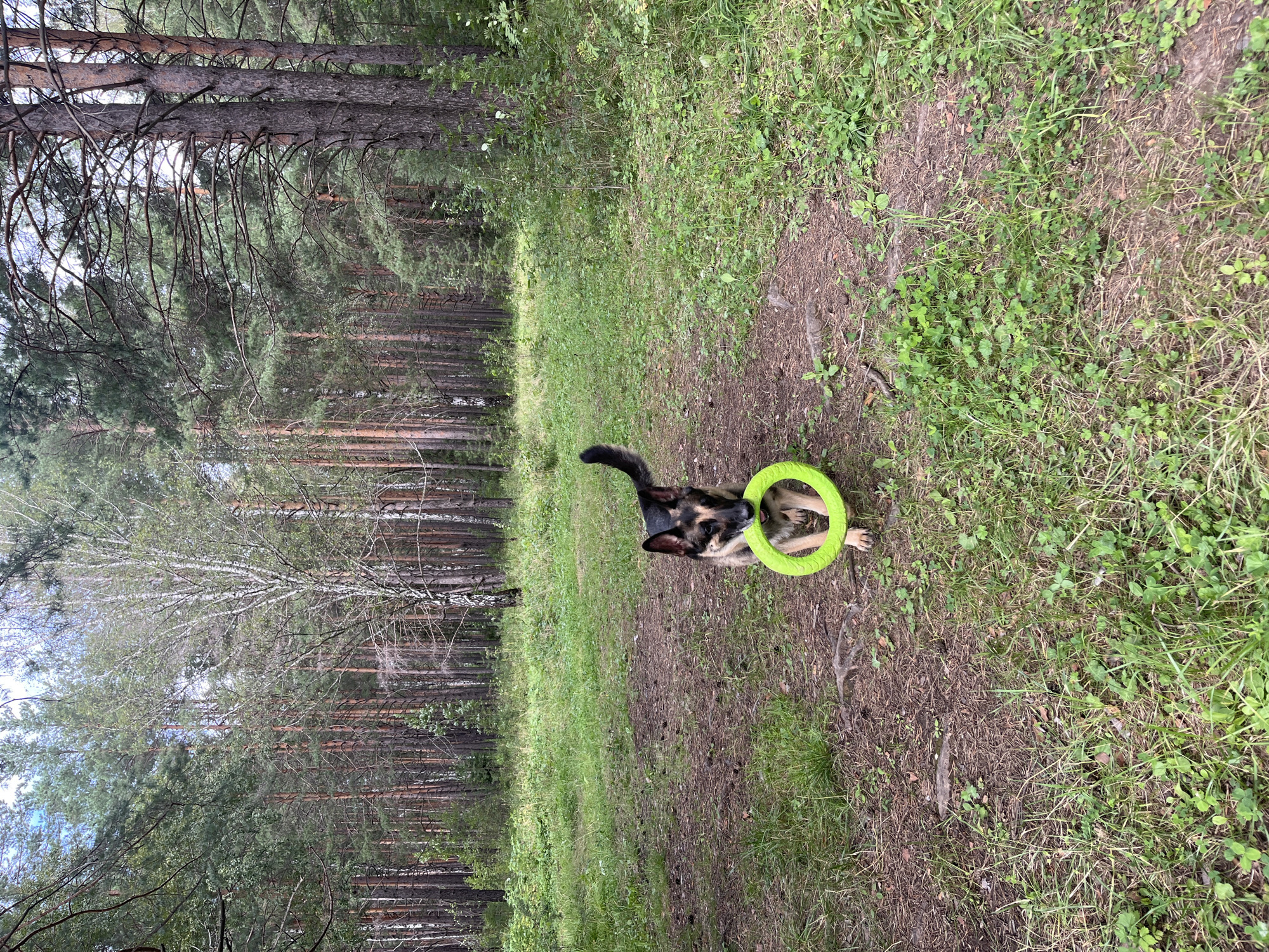 A German Shepherd dog is standing in a forest clearing, holding a bright green ring toy in its mouth. The dog is facing the camera, with its body angled slightly to the left. The dog has black and tan markings, with a black muzzle and ears. The ring toy is positioned horizontally in the dog's mouth.
The forest is dense with tall pine trees and some birch trees. The ground is covered in a mix of dry pine needles, dirt, and green grass. The lighting suggests it is daytime, with dappled sunlight filtering through the trees. The scene appears to be a natural outdoor environment. There is no indication of the specific location in Nizhny Tagil, Russia.