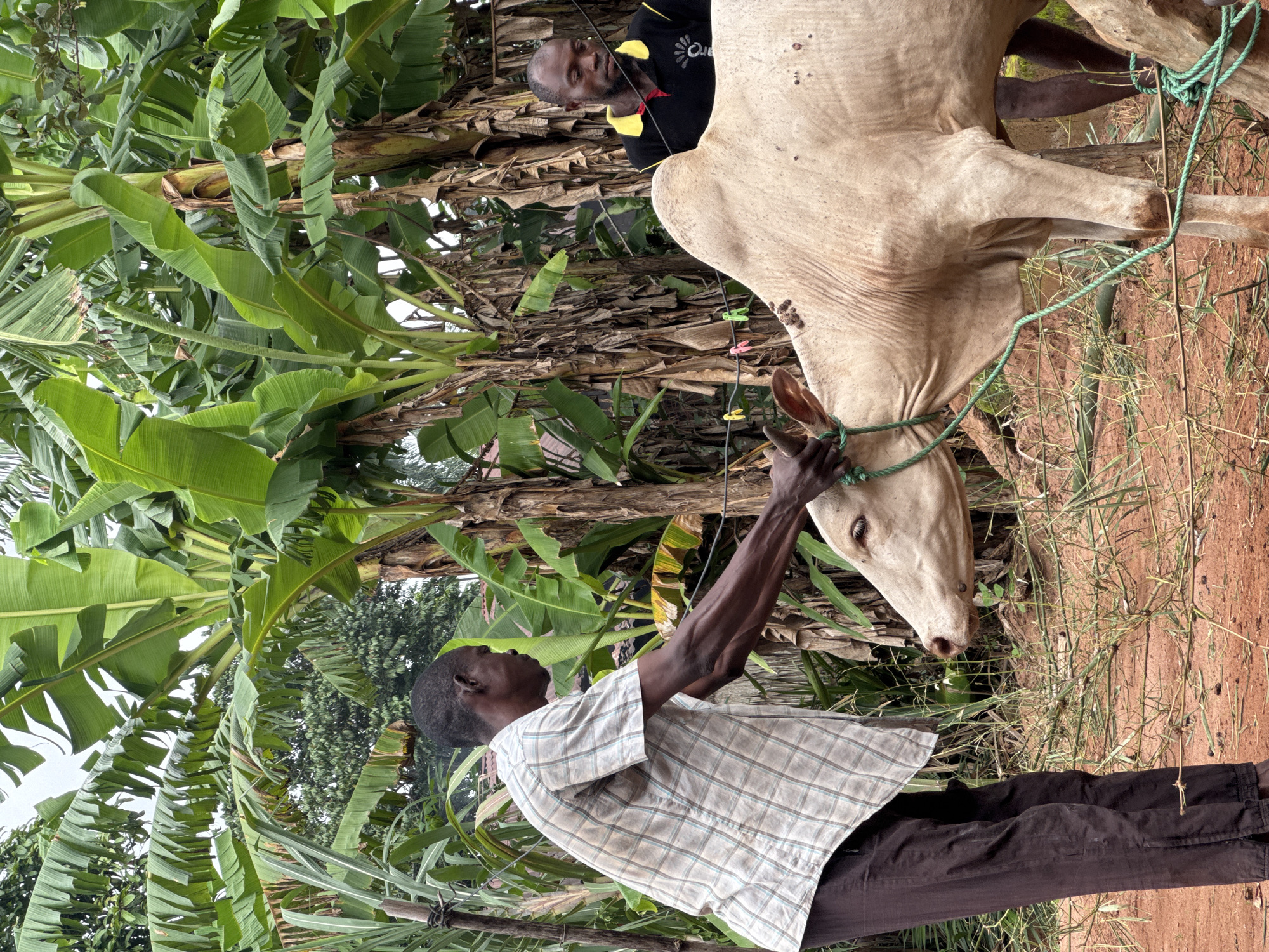 In Eziudo, Nigeria, two men are restraining a light-colored cow with a green rope. One man, wearing a plaid shirt and dark pants, holds the rope near the cow's head. Another man, in a black shirt with yellow accents, stands behind the cow. The scene is surrounded by lush vegetation, including banana trees. The ground is reddish-brown soil with scattered dry grass.