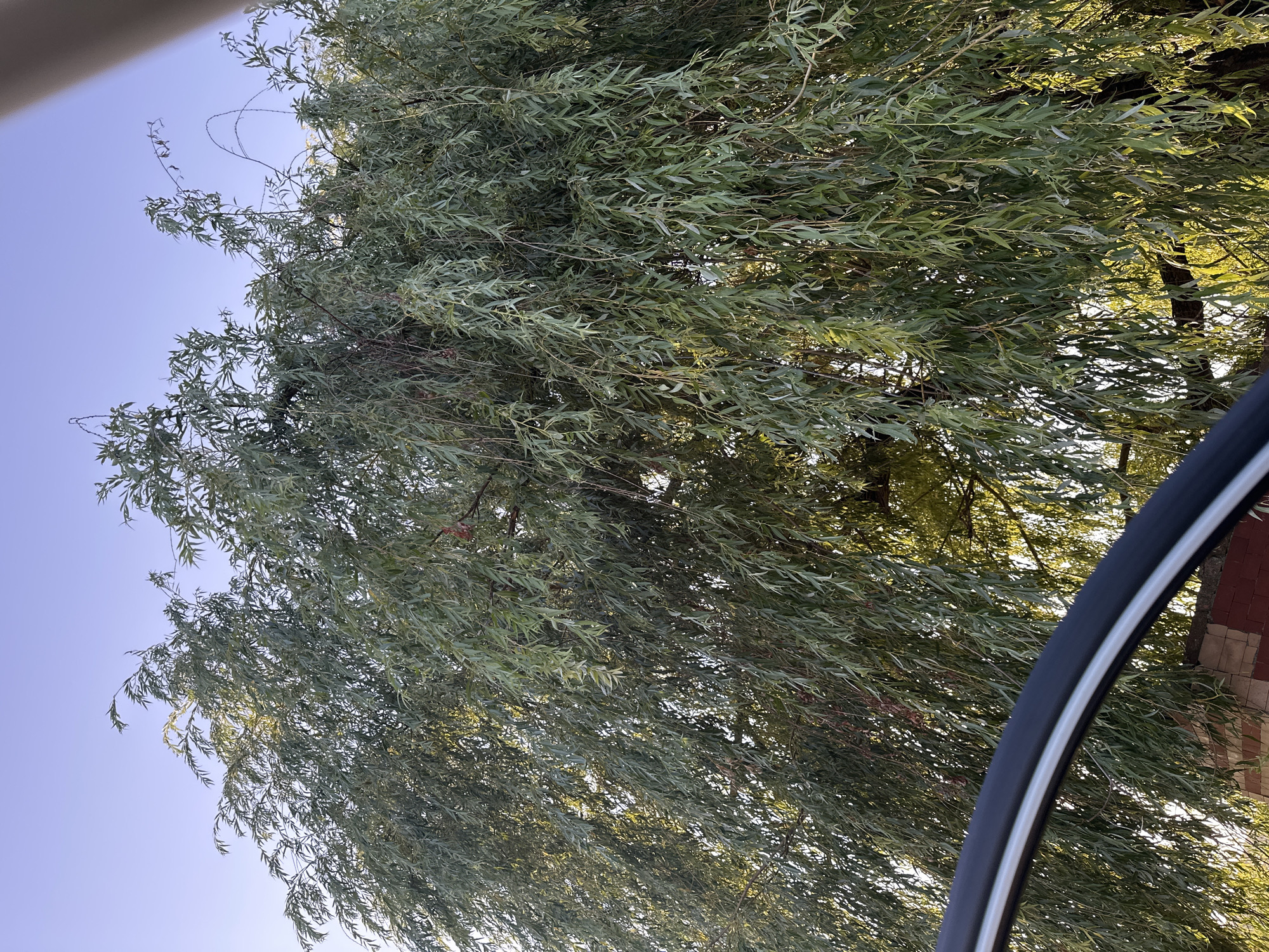 A close-up, eye-level shot captures a weeping willow tree with long, slender leaves cascading downwards. The tree's branches are dense and form a thick canopy, obscuring the sky in places. Sunlight filters through the leaves, creating dappled light and highlighting the vibrant green foliage. In the lower left corner, a portion of a bicycle wheel is visible, its dark tire and silver rim suggesting the image was taken from a cyclist's perspective. Behind the tree, a brick structure with red and brown bricks is partially visible, indicating an urban or suburban setting. The sky above is a clear, pale blue, transitioning to a lighter hue near the horizon. The overall scene suggests a peaceful, natural setting within the city of Makiv, Ukraine.