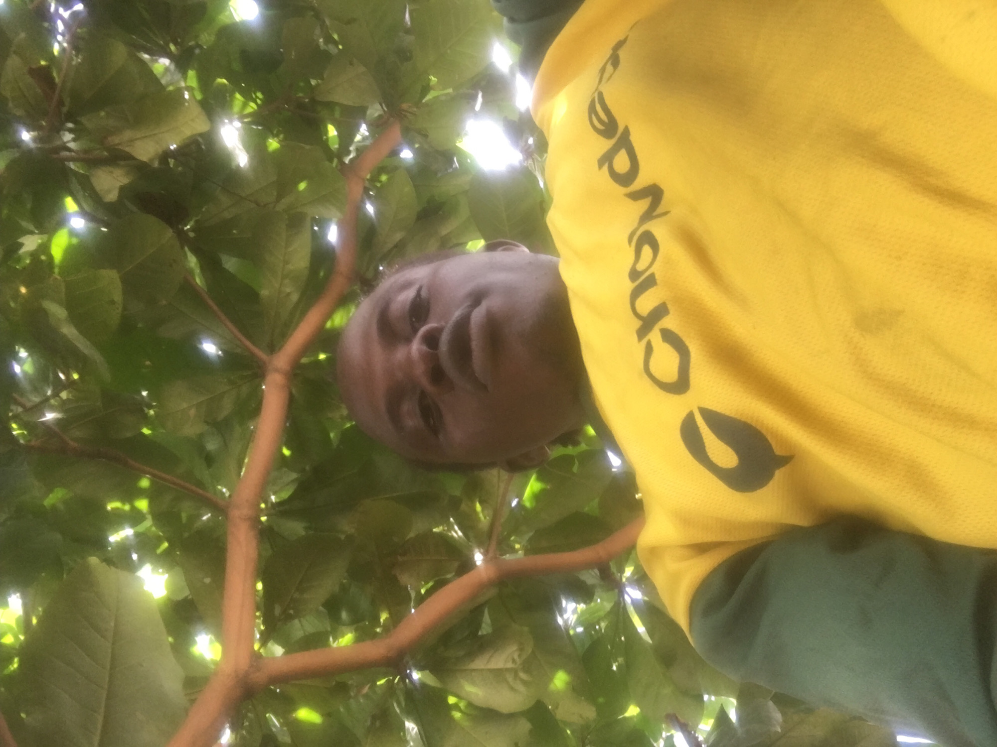 An over-the-shoulder, low-angle, medium shot captures a Black male from the chest up, looking towards the camera from within a cluster of green leaves and brown branches. The man has dark skin, short black hair, and is looking upwards. He wears a yellow shirt with a green long-sleeved shirt underneath. A black logo with the word "Chowdey" is visible on the yellow shirt. The image was taken outside, possibly in a park or a backyard in Ado, Nigeria. The lighting suggests it is daytime, with sunlight filtering through the leaves, creating bright spots and shadows.