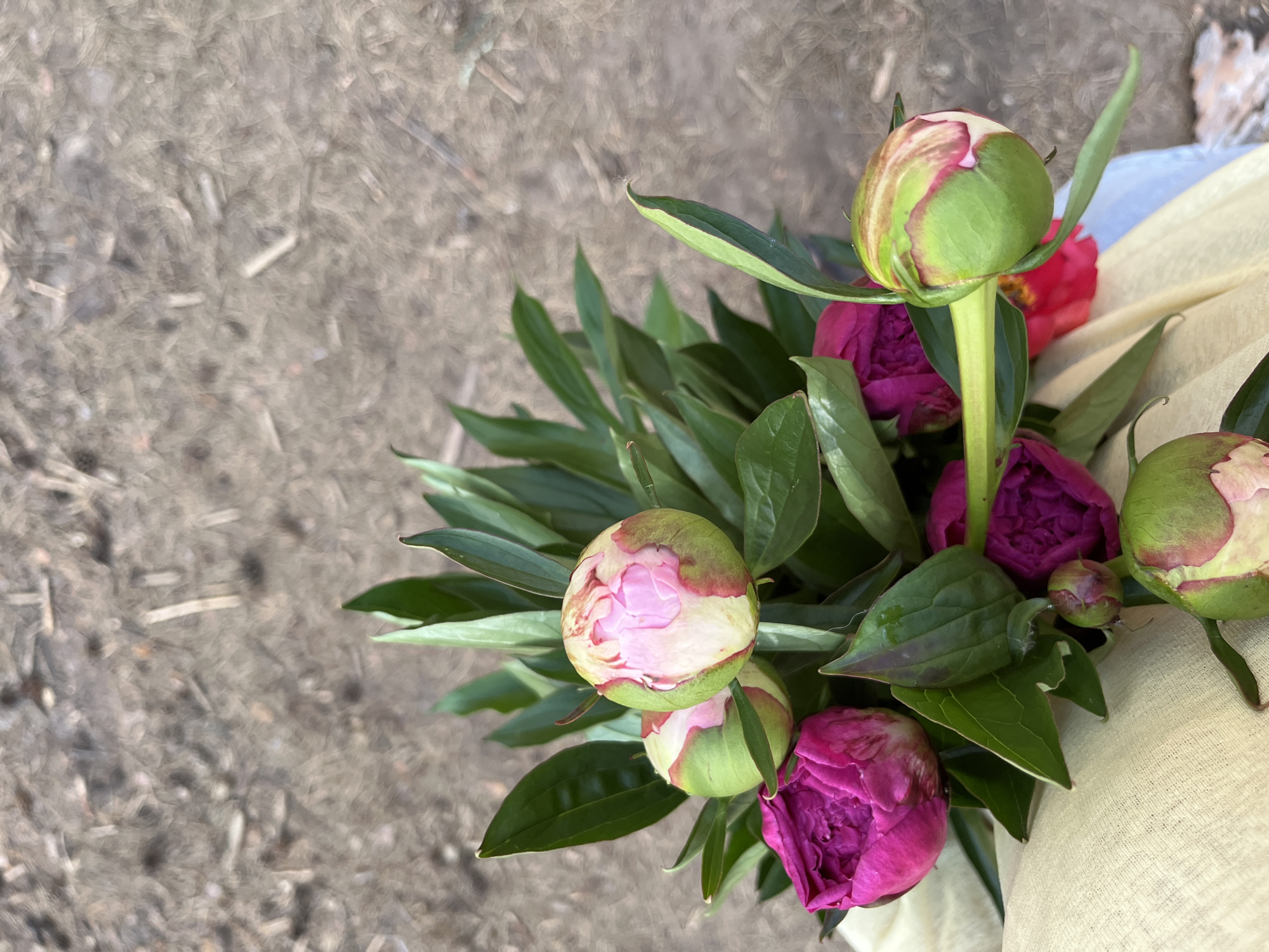 The image, taken in the city of Chaikovsky, Russia, displays a top-down perspective of multiple peony buds and partially opened flowers arranged on a light yellowish-beige fabric. The fabric, showing soft folds, occupies the lower and central-left portions of the frame. The background, in the upper and central-right sections, is an out-of-focus, desaturated brown-grey ground texture, indicative of dry soil with scattered small organic fragments.
The prominent subjects consist of several peony plants. Two large buds, located in the upper-middle, are primarily green with emerging pale pink petals, exhibiting some reddish-brown striations. A vibrant magenta peony flower, partially open with ruffled petals, is visible in the lower-left. Another magenta flower is situated in the mid-right. A green bud with pink and reddish hues is in the lower-right. Lush green foliage with distinct veins surrounds the flowers and buds. No individuals are present in the scene.