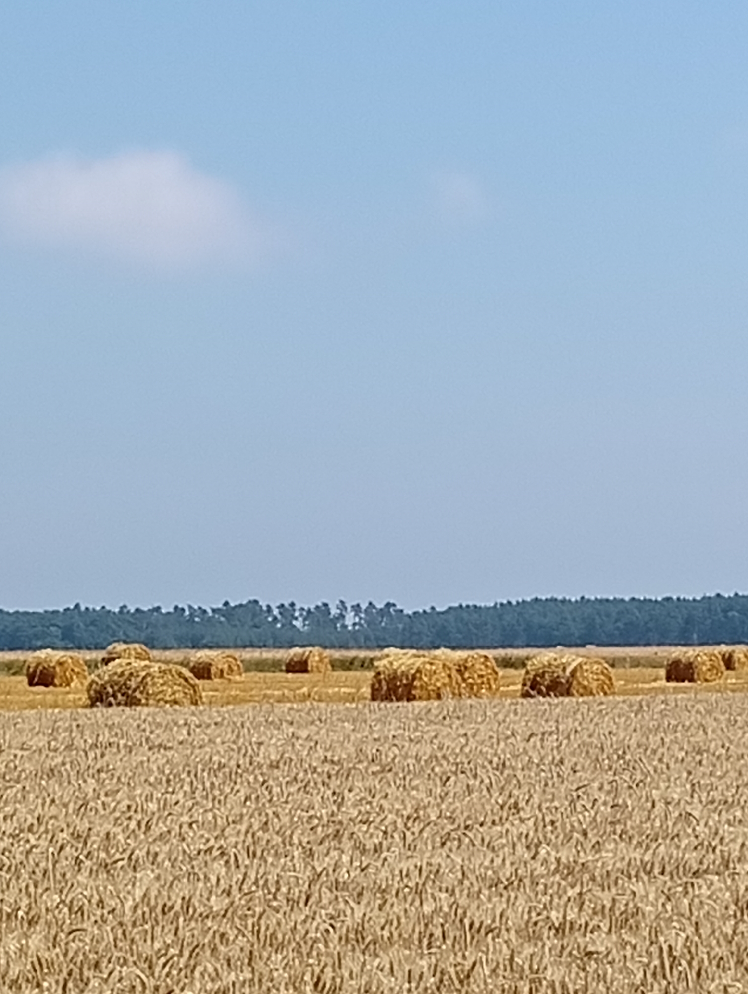 A wide, sunlit shot depicts a field of harvested wheat in Brzezia Łąka, Poland, under a clear blue sky with a single fluffy cloud. Golden hay bales are scattered across the stubble field, arranged in rows and clusters, with a dense line of dark green trees forming the horizon. The foreground is dominated by the texture of the wheat stalks, indicating a dry, agricultural landscape. No people or animals are visible.
