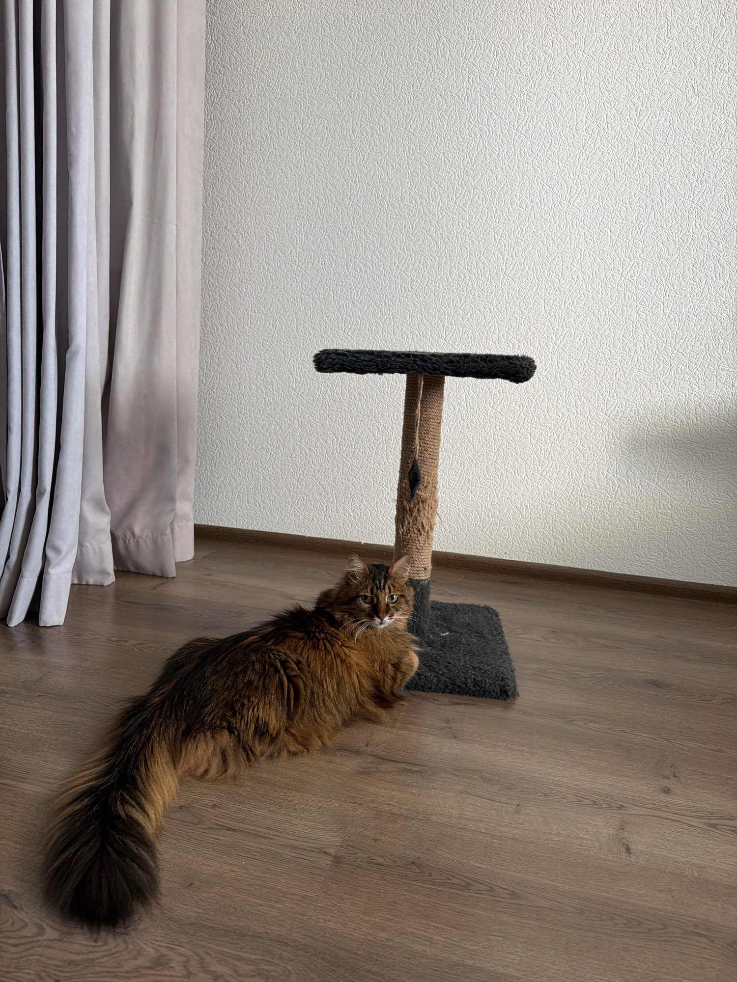 A long-haired brown cat is lying on a wooden floor next to a cat tree. The cat tree has a grey base, a brown sisal scratching post, and a black platform at the top. To the left of the cat and cat tree, there are light grey curtains. The wall behind the cat tree is white with a textured pattern. The image appears to be taken indoors, in a residential setting.