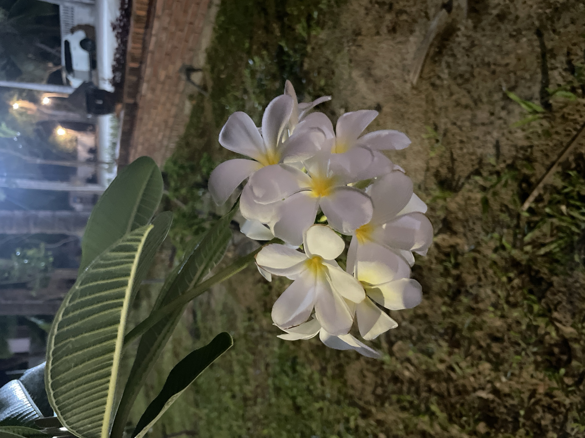 The image captures a cluster of white plumeria flowers with yellow centers, illuminated by artificial light. The flowers are the focal point, with several large green leaves visible on the left. The background is blurry but appears to be an outdoor setting, possibly a garden or park. To the left, there's a glimpse of a building with what appears to be a brick facade and some lighting fixtures. The ground has a mix of textures, suggesting grass and perhaps dirt or mulch. The scene is likely in the city of Phu Thuy Ward, Vietnam, but there are no identifying objects specific to the area.