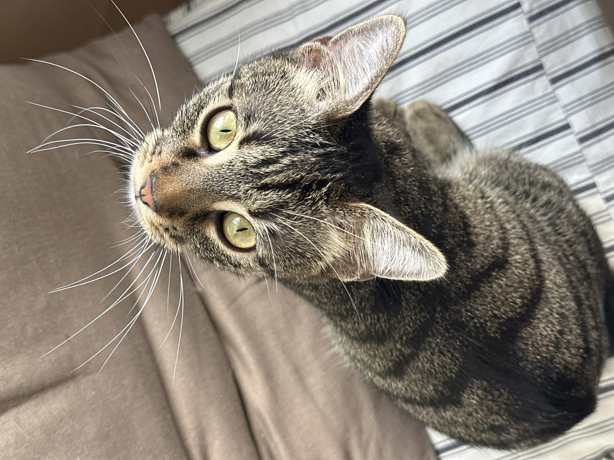 A close-up, high-angle shot features a tabby cat with striking green eyes and long white whiskers, looking upwards. The cat is positioned on a striped surface, possibly a bed or sofa, with a plain brown fabric surface in the background. The image is devoid of any discernible Sofia, Bulgaria landmarks or context.