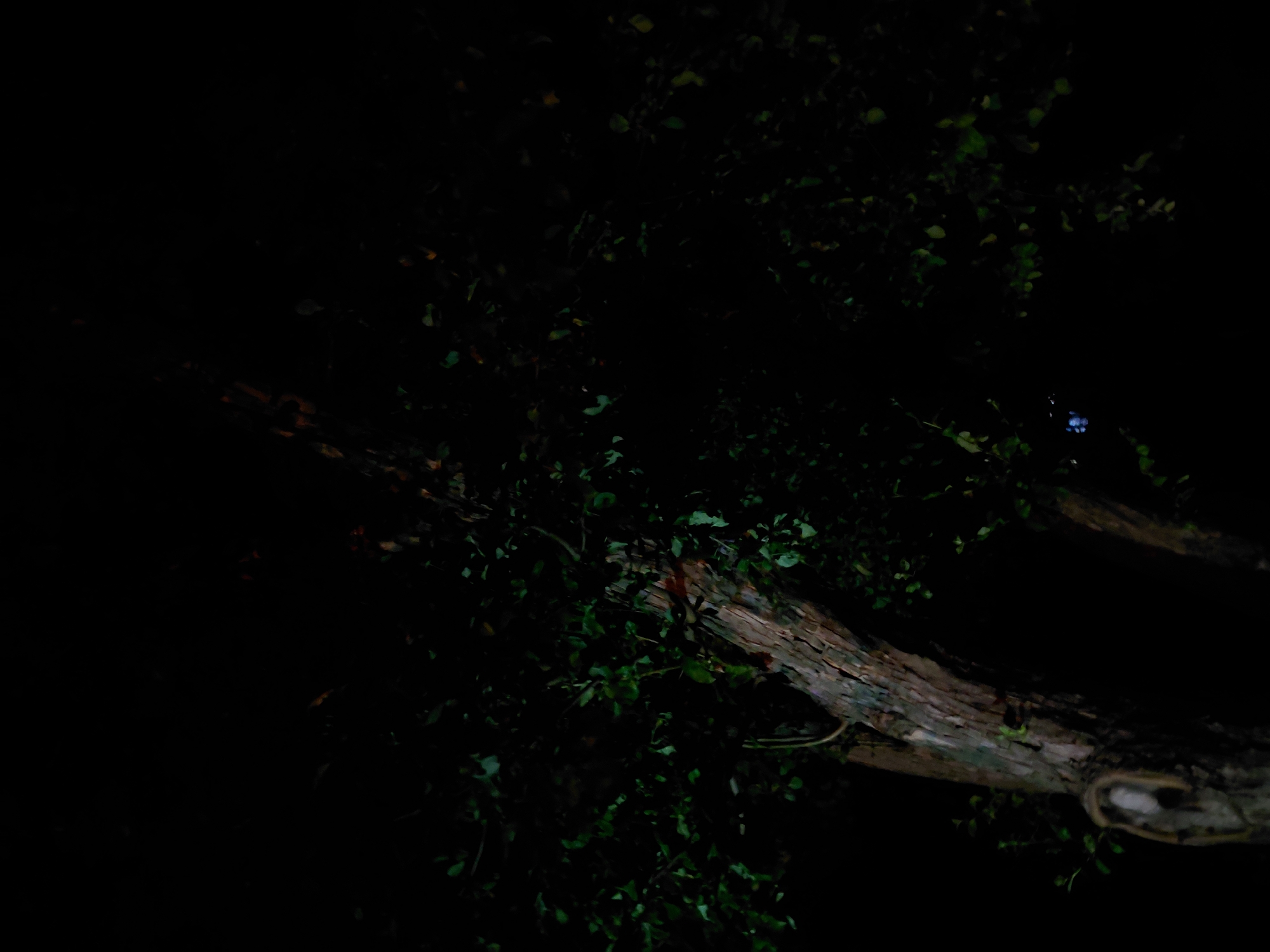 This extremely dark image captures a nocturnal outdoor scene, predominantly featuring parts of a large tree. A thick, gnarled tree trunk or branch runs diagonally across the lower and central portions of the frame, exhibiting a rough, textured bark in shades of brown and gray. Surrounding the branch, and extending into the upper left and central areas, is dense foliage consisting of numerous dark green leaves, mostly silhouetted against the profound darkness.
In the upper right section of the image, amidst the dark leaves, a small but distinct point of bright blue or purple light is visible. This appears to be an artificial light source, possibly an electronic device screen or a distant luminary, piercing through the dark environment. The overall impression is one of deep night, with minimal ambient light, allowing only the most illuminated or contrasted elements to be faintly perceived. No human figures, animals, or specific activities are discernible, and no text is visible within the frame. The setting is clearly a natural, wooded area like a forest or garden.