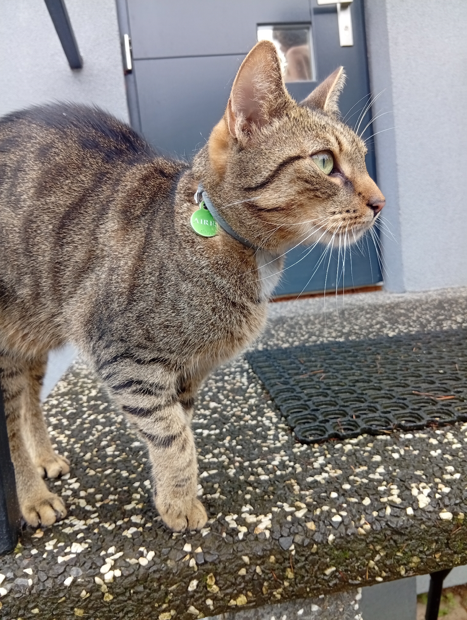 A tabby cat with green eyes and a grey collar with a green tag that reads "AIRE" is standing on a speckled surface. The cat is facing right, with its body angled towards the viewer. Its fur is striped brown and black. In the background, a grey door with a silver handle and a grey wall are visible. A black doormat is to the right of the cat. The scene appears to be an outdoor setting, possibly a doorstep or patio. The image was taken in Wrocław, Poland.