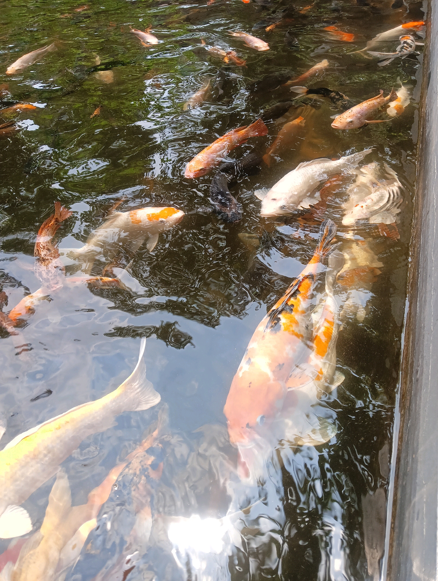 A high-angle shot captures a school of koi fish swimming in a pond located in Narimbang Mulia, Indonesia. The fish, of varying colors including white, orange, and black, are densely packed, with some near the surface and others deeper in the murky water. The pond's surface is disturbed by ripples, reflecting the surrounding greenery. A concrete edge is visible on the right side of the frame, indicating the boundary of the pond. The overall scene is one of natural beauty and serene aquatic life.