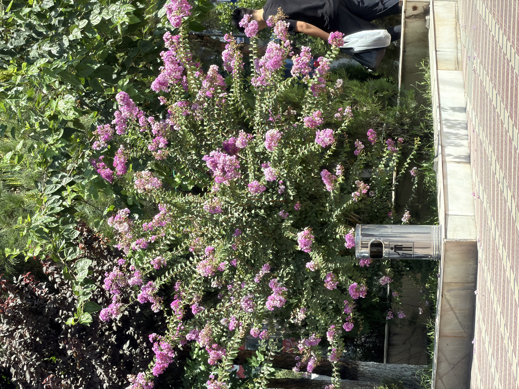 In Tashkent, Uzbekistan, a vibrant bush with abundant pink flowers stands prominently in a park-like setting. The bush is dense, with numerous clusters of delicate pink blooms and green foliage. To the left of the bush, a tall, gray tree trunk is visible, its bark textured. A silver, cylindrical trash receptacle with a black outline of a person and a trash can is positioned in front of the bush. The receptacle has a cut-out opening for waste disposal. In the background, other trees and foliage create a natural backdrop, with some leaves appearing dark red and others green. A person wearing a black t-shirt and black pants is walking away from the viewer, towards the right side of the frame. They are carrying a white plastic bag in their right hand, which is partially obscured by the bush. The ground in the foreground is paved with interlocking tiles in a checkerboard pattern of light pink and beige. A raised concrete planter bed, with a marble-like facade, runs along the base of the bush and trash can. Scattered on the ground and planter bed are a few fallen pink petals from the flowering bush.