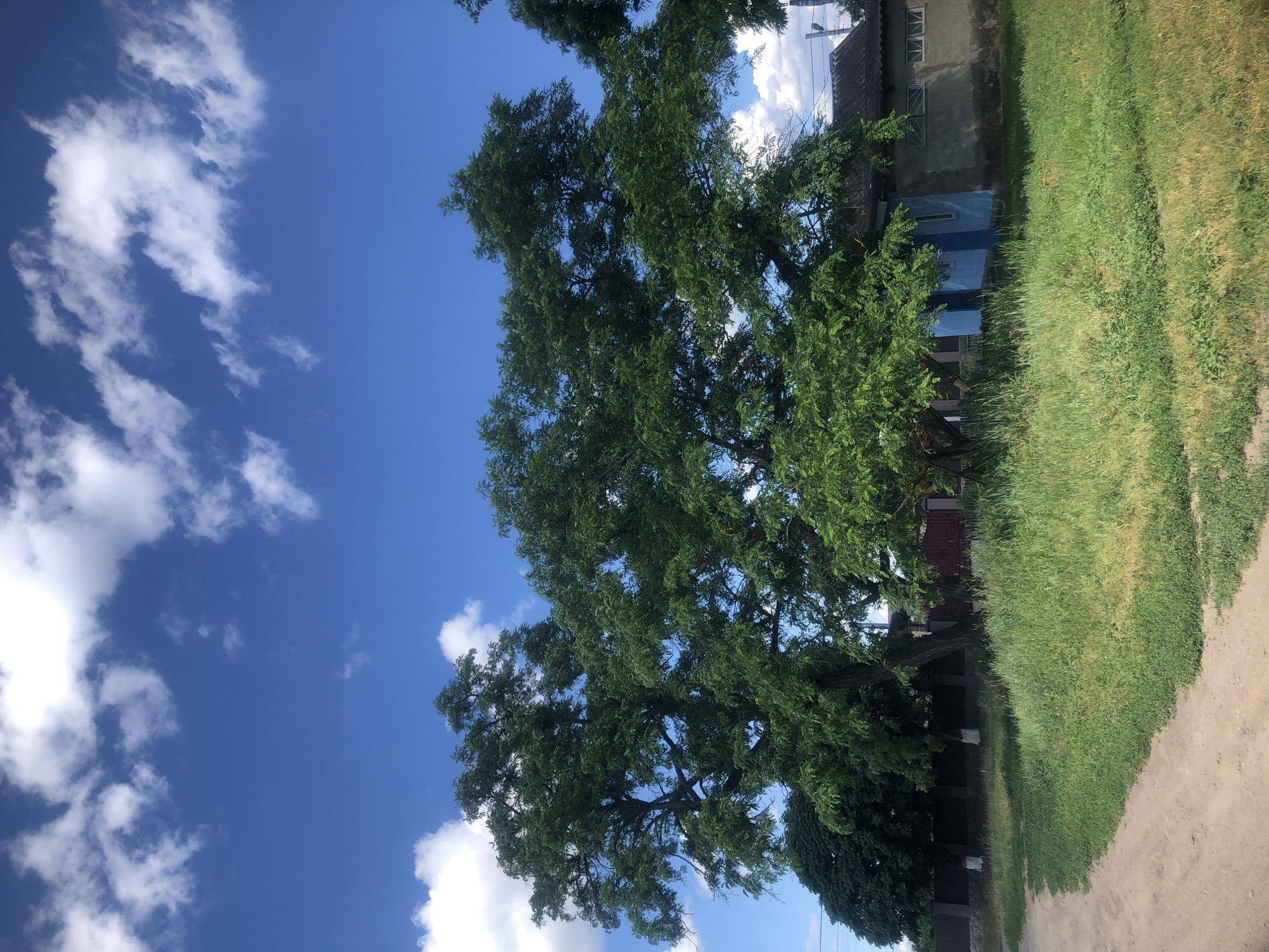 An outdoor, eye-level, medium shot captures a bright, sunny day with a blue sky dotted with fluffy white clouds. In the foreground, a dirt road curves to the left, bordered by a patch of green grass. Behind the grass, a line of trees with lush green foliage stretches across the middle ground. A building with a gray facade and a dark, sloped roof is visible to the right, partially obscured by the trees. A small, bright blue addition is attached to the front of this building. The trees are large and mature, with thick trunks and spreading branches. The overall impression is a rural or suburban scene on a clear summer day.