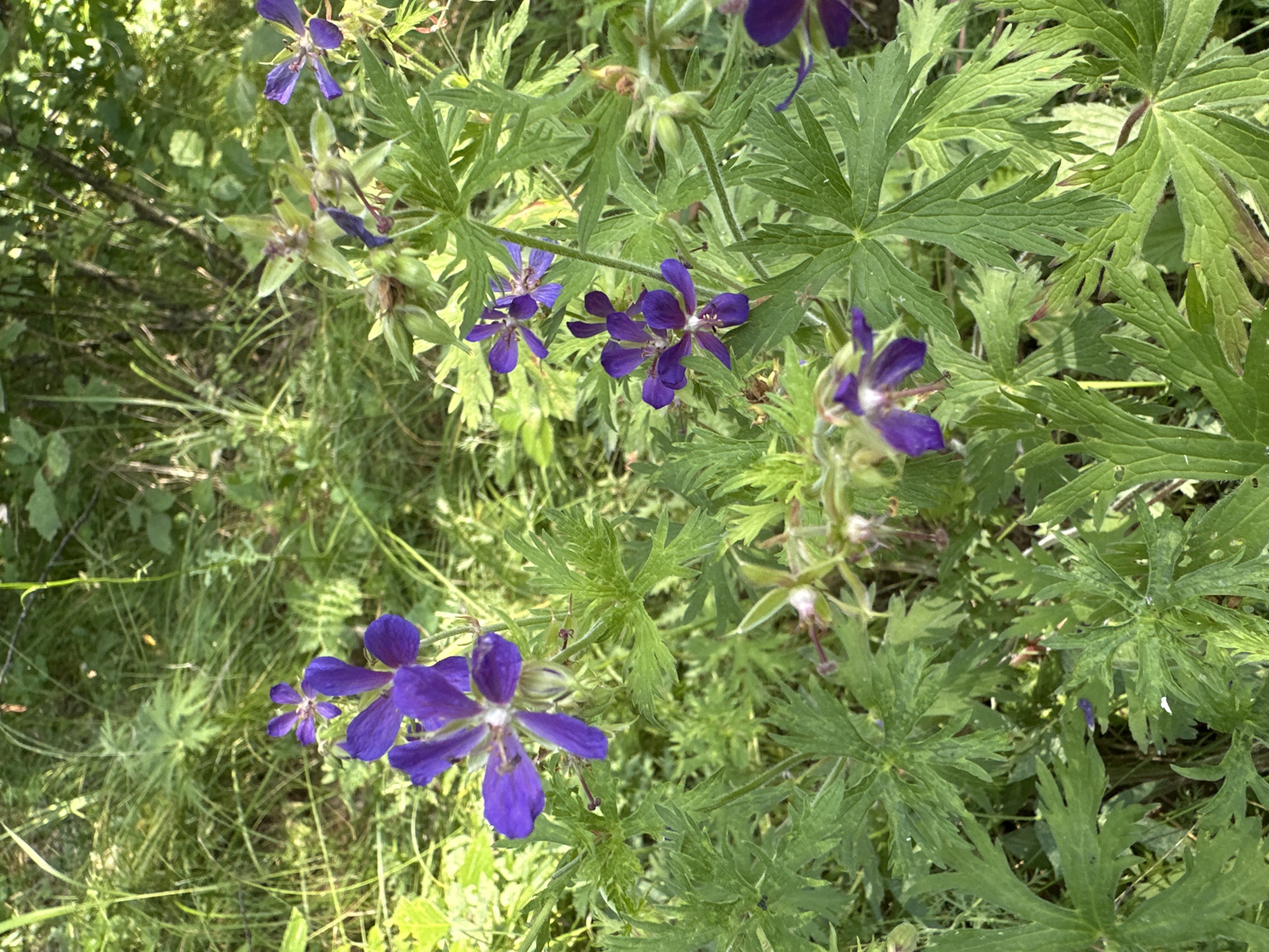 The image shows a close-up view of purple wildflowers in a natural outdoor setting. The flowers have five petals and are surrounded by green, lobed leaves. Some of the flowers are in full bloom, while others are still buds. The background is filled with more greenery, suggesting a forest or meadow environment. The lighting indicates it is daytime, with sunlight filtering through the foliage. There are no people or man-made objects visible in the image. The overall impression is one of natural beauty and abundance. Based on the provided context, the scene is located in Krasnoyarka, Russia.