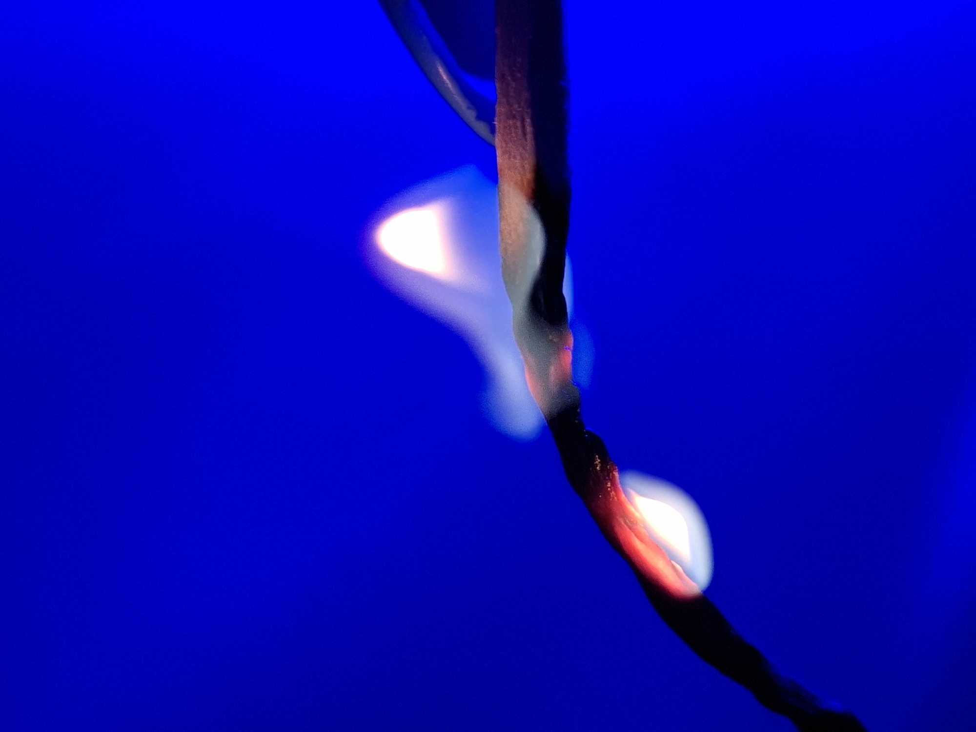 The media file shows a close-up, abstract view of a dark, possibly wire-like object against a vibrant, deep blue background. The object appears to be burning or illuminated from within, with bright white and orange light glowing and swirling around it. Wisps of smoke or steam trail from the illuminated areas, creating a soft, ethereal effect. The object itself is dark and textured, with hints of red and brown visible where the light catches its surface. It curves diagonally across the frame, with the brightest illumination occurring in the upper left and lower right portions of the object. The blue background is a uniform, rich color with no discernible features. The image is highly stylized, focusing on the interplay of light, shadow, and texture on the burning object, creating a dramatic and somewhat mysterious atmosphere. The overall impression is one of intense energy and transformation. There is no visible text, indication of time of day, weather, or location.