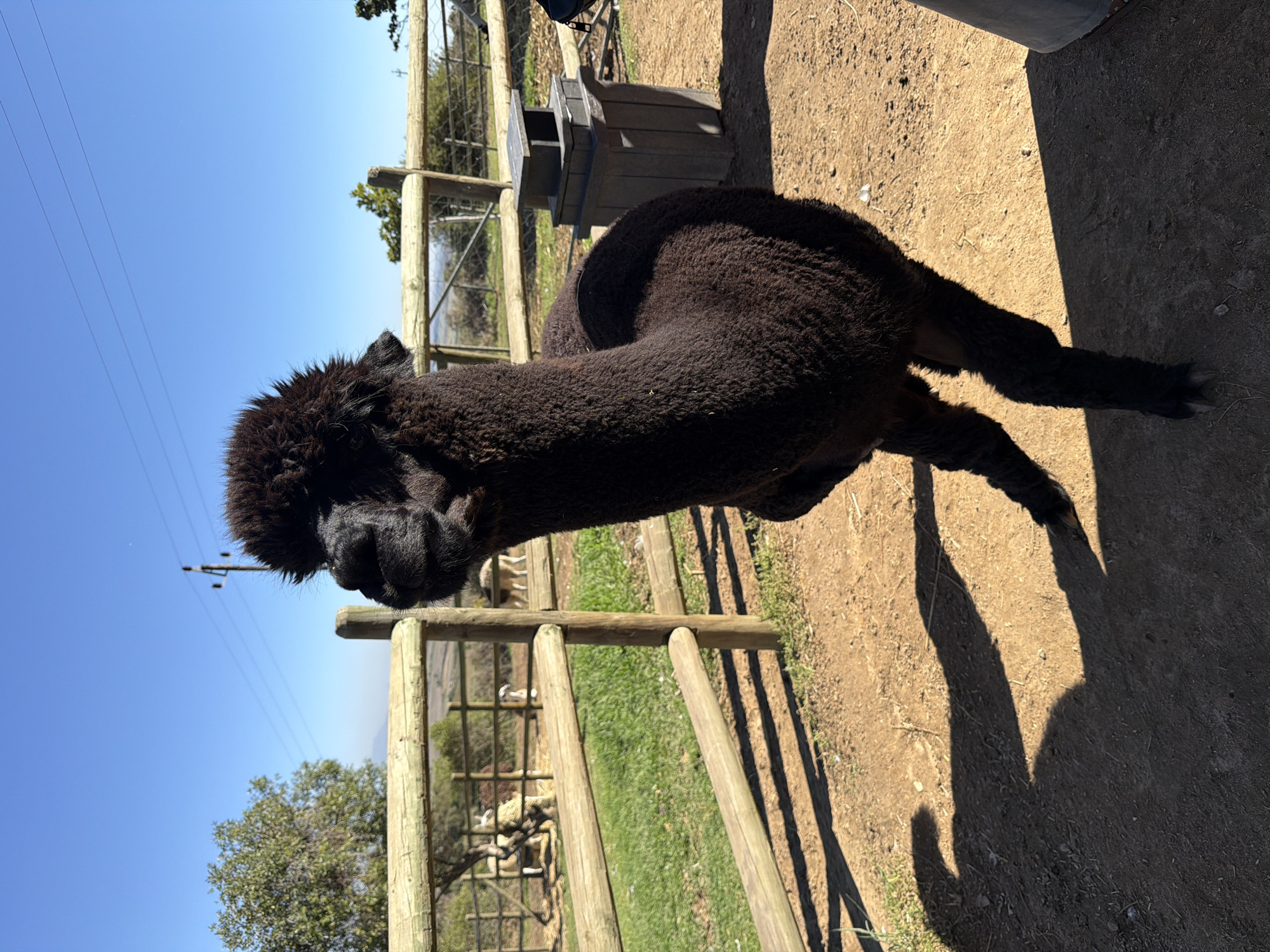 A black or very dark brown alpaca stands prominently in the foreground of a sunny outdoor scene. The alpaca, with its dense, curly fleece, is captured from a slightly elevated angle, looking slightly to its left. Strong sunlight from the right casts a distinct shadow of the alpaca onto the light brown, sandy ground beneath it.
Behind the alpaca, a rustic wooden fence stretches across the midground, serving as a boundary for its enclosure. Beyond this fence, a strip of green grass is visible, and in the further background, several other animals, appearing lighter in color, can be seen grazing or resting within an adjacent paddock. To the right of the alpaca and near the fence, there is a dark, multi-tiered feeder or bin.
The sky above is a clear, bright blue, traversed by visible power lines. Distant green trees and the gentle contours of hills complete the background, indicating a rural or farm-like environment. The lighting suggests it is mid-morning or early afternoon, with sharp shadows and bright illumination. No text is visible in the image. This scene is located in Drakenstein Nu, South Africa.