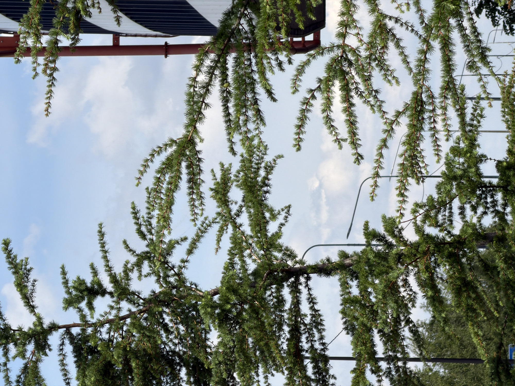 This image presents an urban scene in Saint Petersburg, Russia. The foreground is dominated by the dense, bright green foliage of what appears to be two coniferous trees, likely Larix (Larch) species, characterized by their short, numerous needles arranged in clusters along thin branches. The branches extend across much of the frame, partially obscuring and framing the background elements. On the right side, a portion of a modern building is visible. It features a facade with alternating vertical stripes or ridges of dark (likely black) and light (likely white) material. A prominent reddish-brown metal pipe or structural support runs vertically along the building's edge, secured by two visible clamps or brackets. A bright blue sky with scattered, wispy white clouds fills the open spaces between the foliage and the building. In the mid-ground, visible through gaps in the tree canopy, several dark, slender streetlights or utility poles with curved arms are present, suggesting a street or public area beyond the immediate foreground. No individuals or discernible actions are present in the frame.