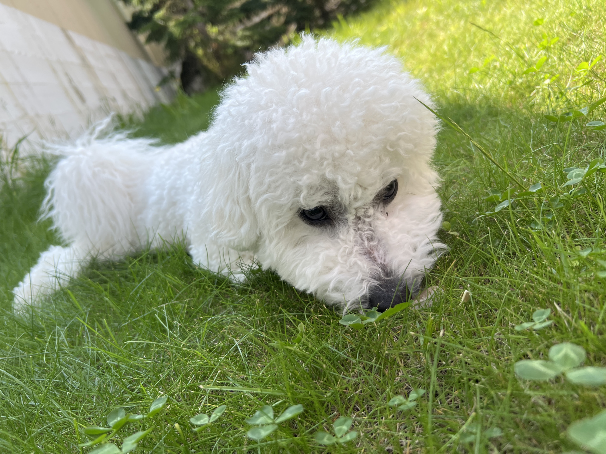 A Bichon Frise dog with white, curly fur lies on green grass with clover. The dog's head is visible, with dark eyes and a dark nose. The background shows blurred greenery and a light-colored vertical structure, possibly a fence or wall. The image appears to be taken outdoors on a sunny day. No specific location in Dzerzhinsk, Russia, can be identified from the image.