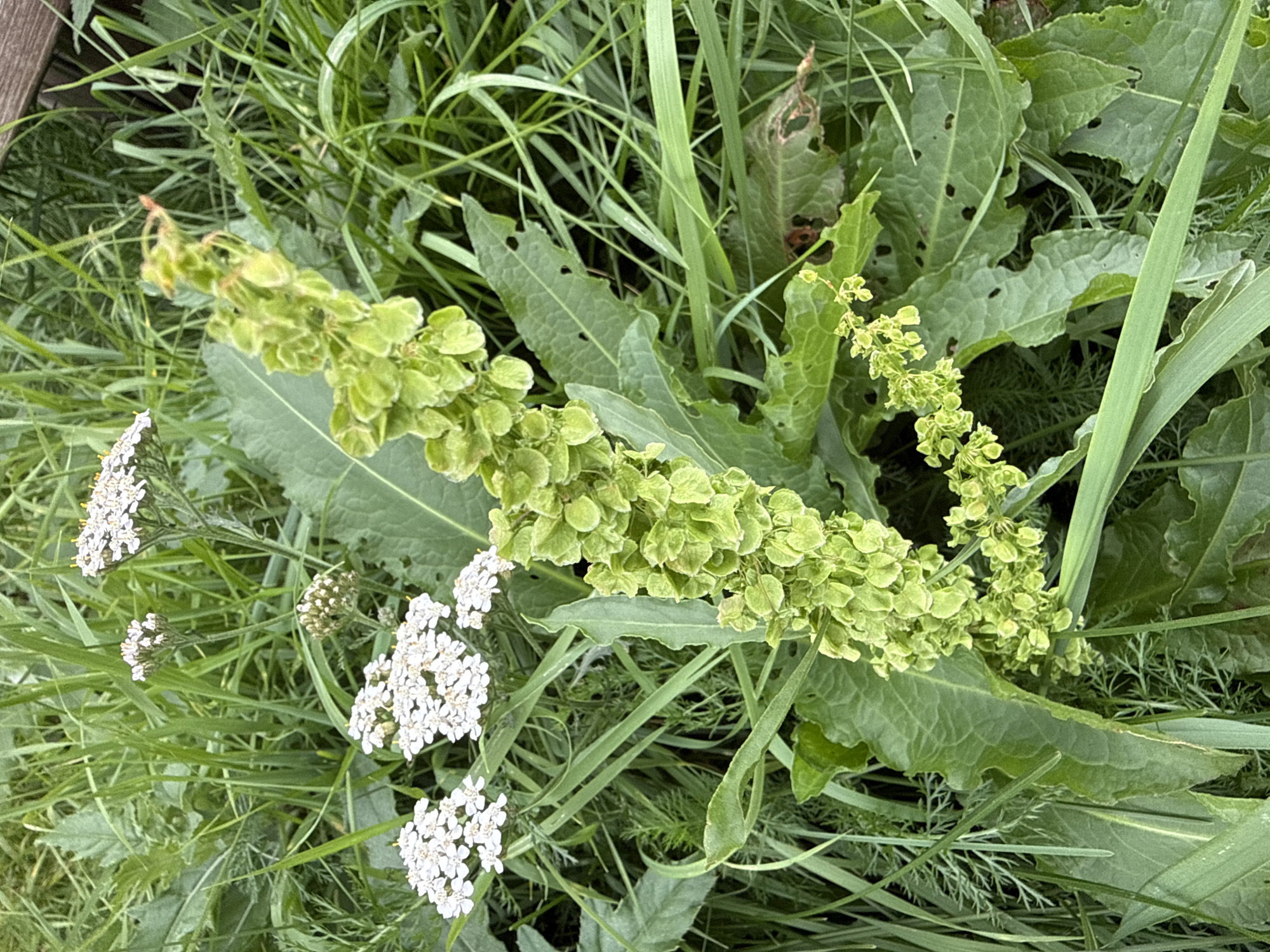 A close-up, high-angle shot captures a patch of wild vegetation, likely in a meadow or field in Ridabu, Norway. The primary subjects are a tall stalk of green, developing seed pods, and clusters of delicate white flowers, possibly yarrow. The seed pod stalk is centrally located and extends diagonally upwards from the bottom left to the top right of the frame. Its numerous small, green, heart-shaped seed structures are densely packed along the stem. To the left of the seed stalk, several flat-topped clusters of tiny white flowers with yellow centers are visible, interspersed with tall green grasses. The overall environment is a dense growth of various green plants, including long, blade-like grasses and feathery foliage. Some of the larger, broad leaves of the plant with the seed pods show evidence of insect damage, with small holes and ragged edges. No people are present in the image. The lighting suggests an overcast day, providing even illumination without harsh shadows.