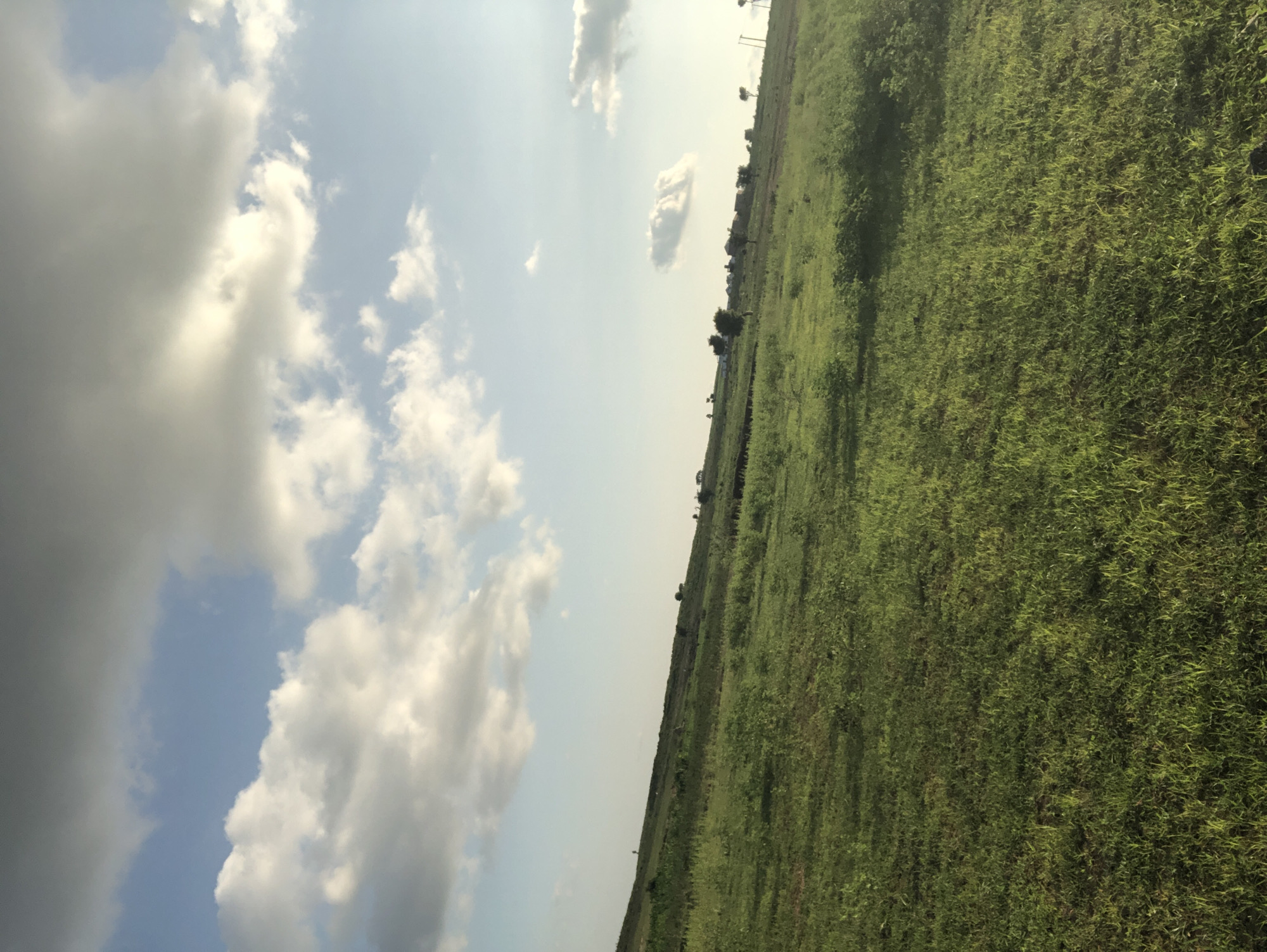 An outdoor, eye-level, vertical shot captures a verdant, rolling landscape under a vast, partly cloudy sky. The foreground is dominated by a lush green meadow, its grass appearing somewhat uneven and interspersed with small shrubs. The land slopes upwards and to the left, disappearing into the distance. In the mid-ground, a line of scattered trees with dark green foliage dots the hillside, and further back, a cluster of small buildings is visible. The sky is a soft blue, with large, puffy white and grey clouds stretching across the frame, some illuminated by sunlight. The scene is bathed in natural light, suggesting it was taken during the daytime, possibly late afternoon given the angle of the light and the softness of the shadows. The overall impression is one of rural tranquility in an undeveloped area.
