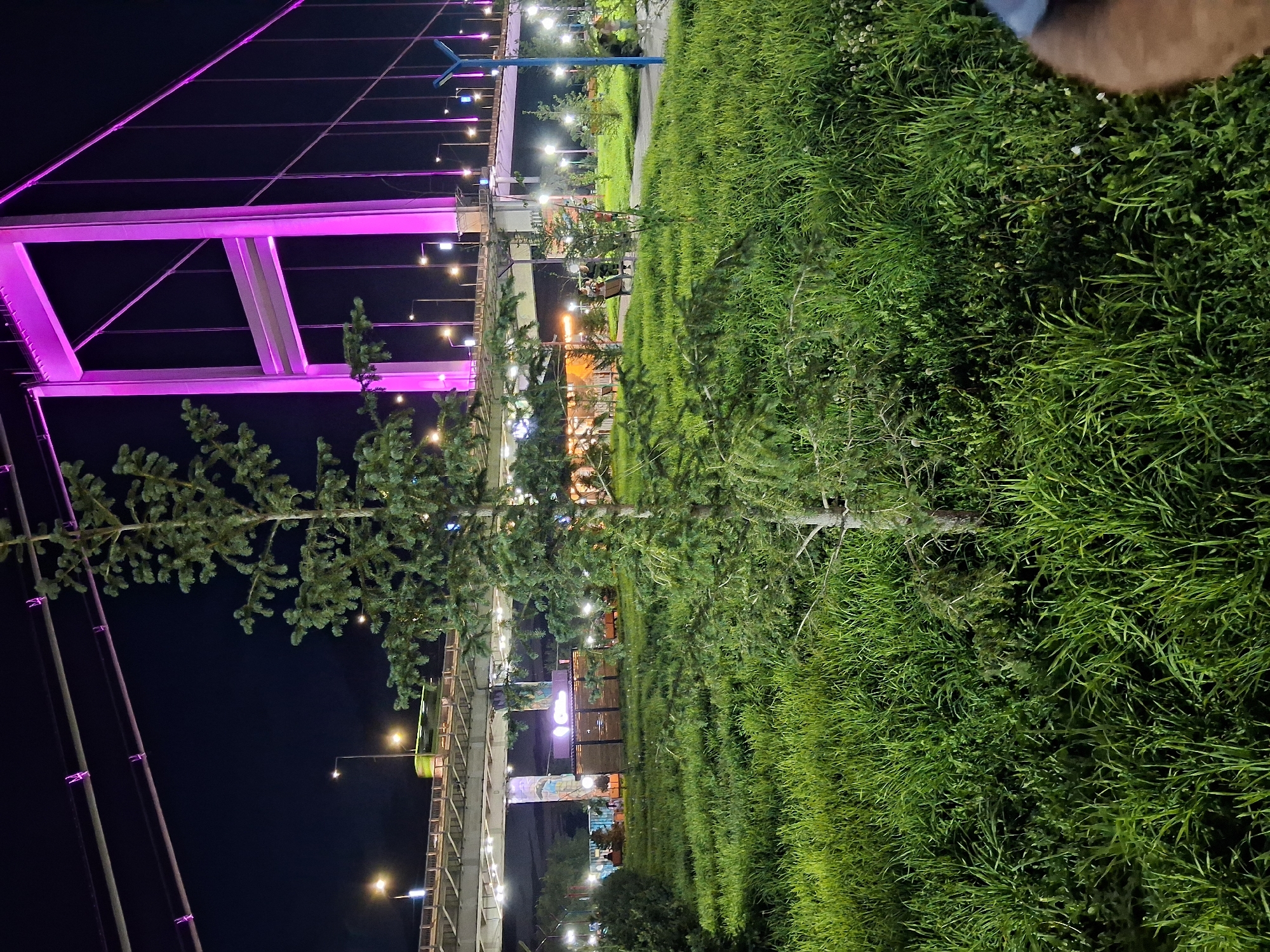 The image depicts a night scene in the city of Semey, Kazakhstan, featuring the newly constructed pedestrian bridge over the Irtysh River. In the foreground, a young fir tree stands in a lush green grassy area, with a walking path visible behind it. Further back, a small kiosk with illuminated signage and outdoor seating areas are present. Beyond the park, the illuminated pedestrian bridge dominates the background, with its towers and cables bathed in vibrant purple light. The overall impression is of a modern urban recreational space at night.