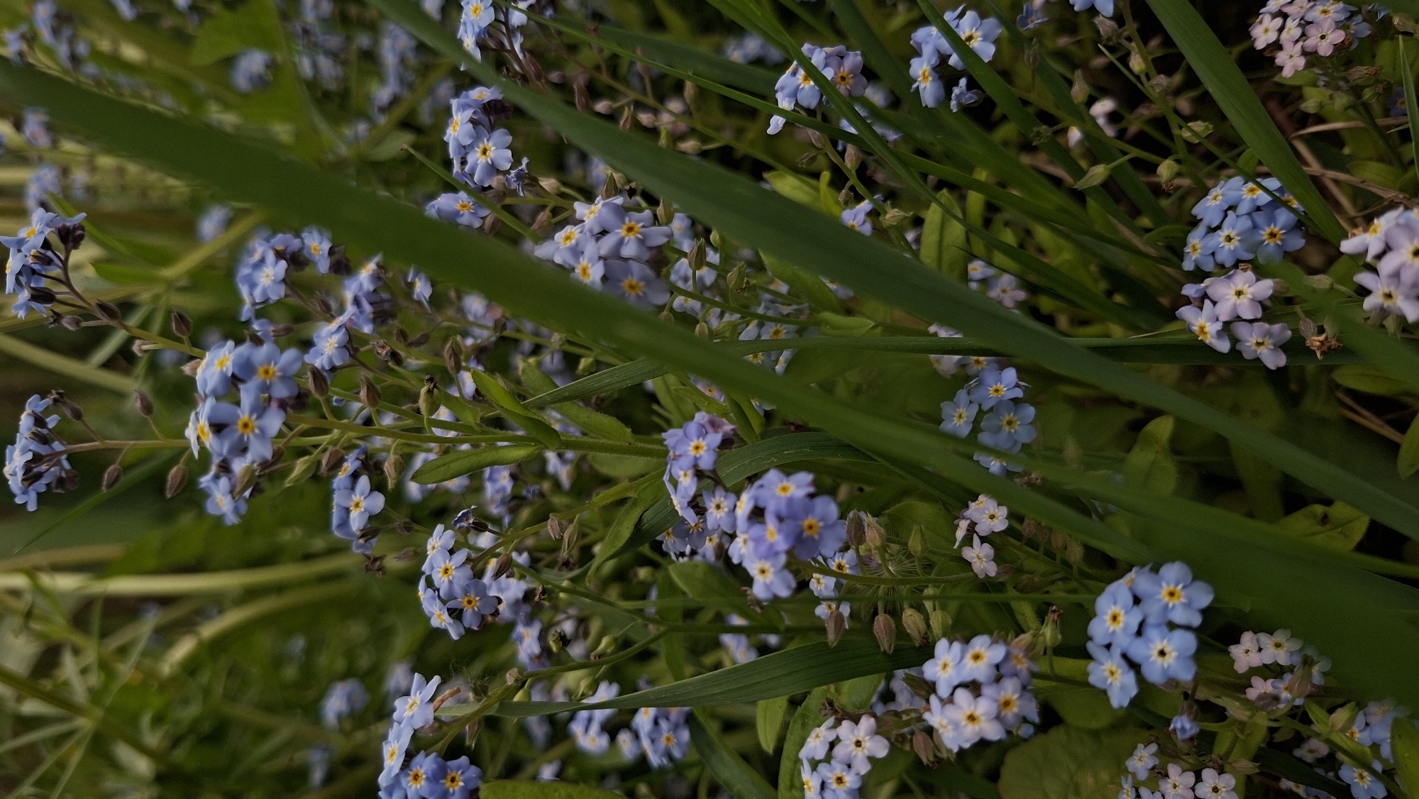The image shows a close-up view of a patch of forget-me-not flowers (Myosotis) interspersed with blades of grass. The flowers are small and light blue with yellow centers. Some flowers appear to be white. The grass blades are green and stand taller than the flowers. The location is likely in Забалоцкі сельскі Савет, Belarus. The environment is green and dense, suggesting a natural or cultivated area with wildflowers.