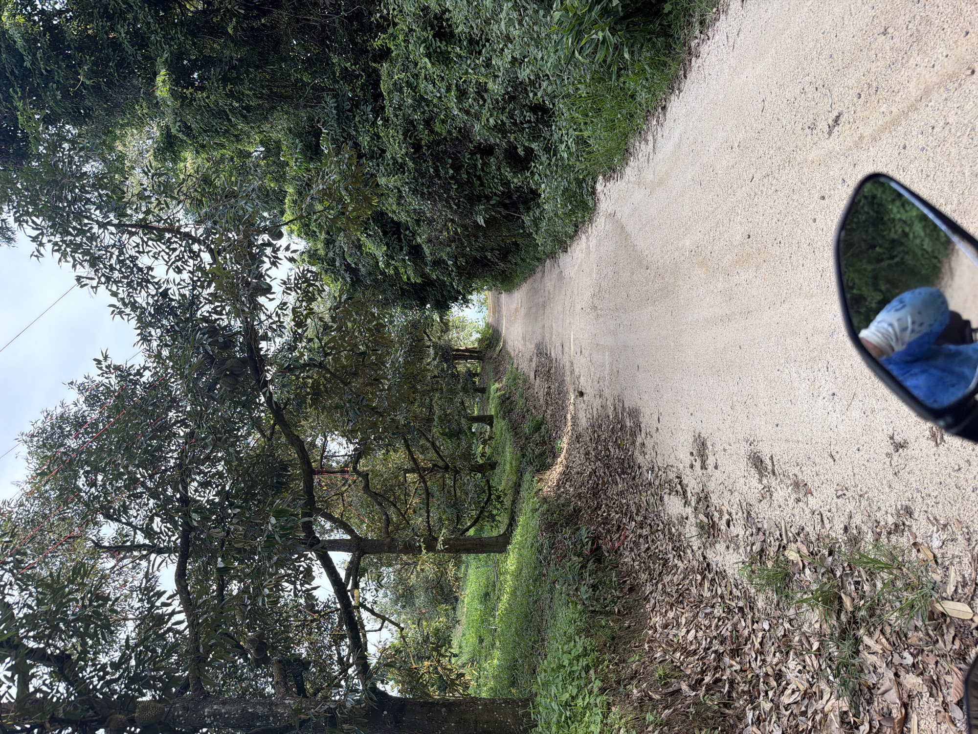 The image depicts a dirt road winding through a durian plantation in Baan Tai, Thailand. The perspective is from the viewpoint of someone riding a motorcycle, as indicated by the motorcycle's rearview mirror in the foreground, which reflects a person wearing a blue shirt and a white helmet. The road is flanked by lush greenery and numerous durian trees, many of which bear fruit. The left side of the road features a grassy embankment covered with fallen durian leaves, while the right side is densely vegetated. The sky is overcast, suggesting a cloudy day.