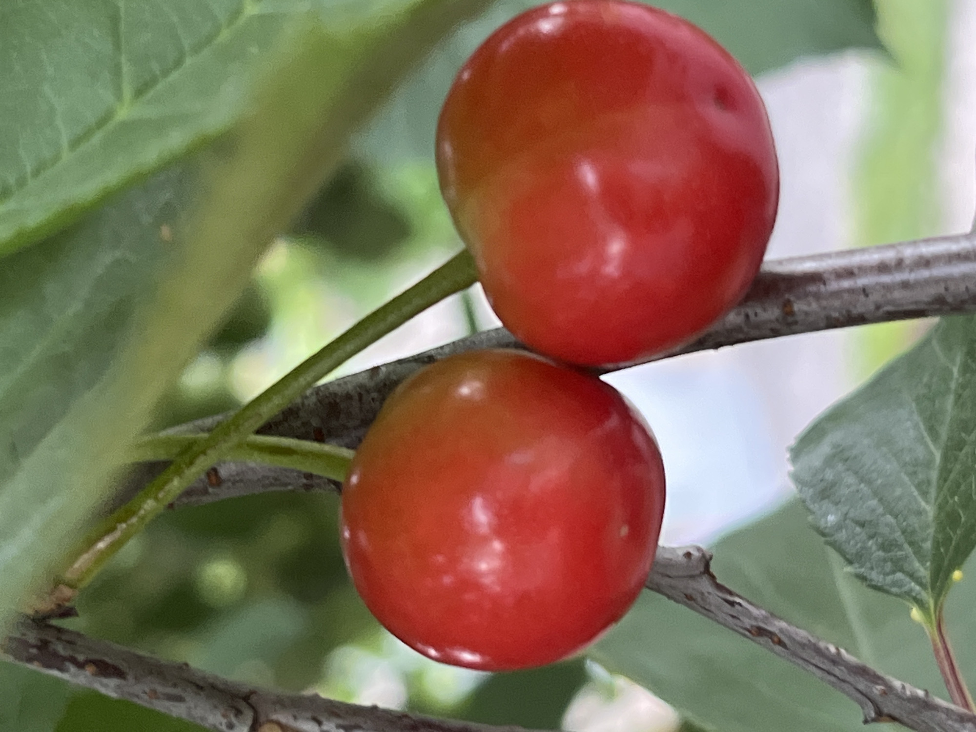 The image shows a close-up of two ripe cherries hanging from a tree branch. The cherries are a vibrant red color, with a slight gradient of yellow or orange towards the top. They are round and smooth, with the stems still attached. The branch is brown and gnarled, with some rough texture. Green leaves are visible in the background, some in focus and some blurred, suggesting a natural outdoor environment. The overall lighting is soft and natural, highlighting the glossy surface of the cherries. The image does not contain any information about the city of Kryvyi Rih, Ukraine.