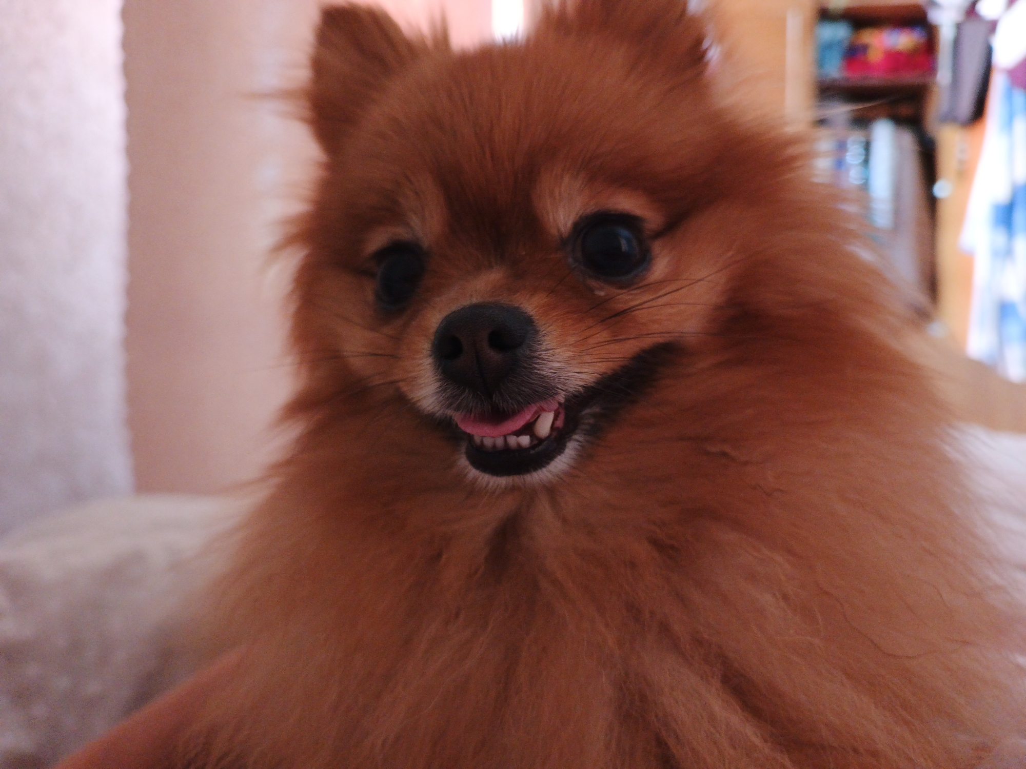 In Medvedyovka, Russia, a Pomeranian dog with reddish-brown fur is the sole subject of this close-up image. The dog is positioned in the foreground, facing the camera directly. Its mouth is slightly open, revealing pink gums and white teeth, with its tongue visible and slightly curled. The dog's eyes are dark and round, and its black nose is prominent. Its fur is fluffy and appears to be groomed. The background is softly blurred, suggesting a shallow depth of field. To the left, a pale pink or white surface, possibly a pillow or blanket, is visible. To the right, a blurred background suggests an indoor setting with shelves holding various colorful objects, possibly indicating a room with stored items. The lighting is warm and diffused, casting a soft glow on the dog's face.